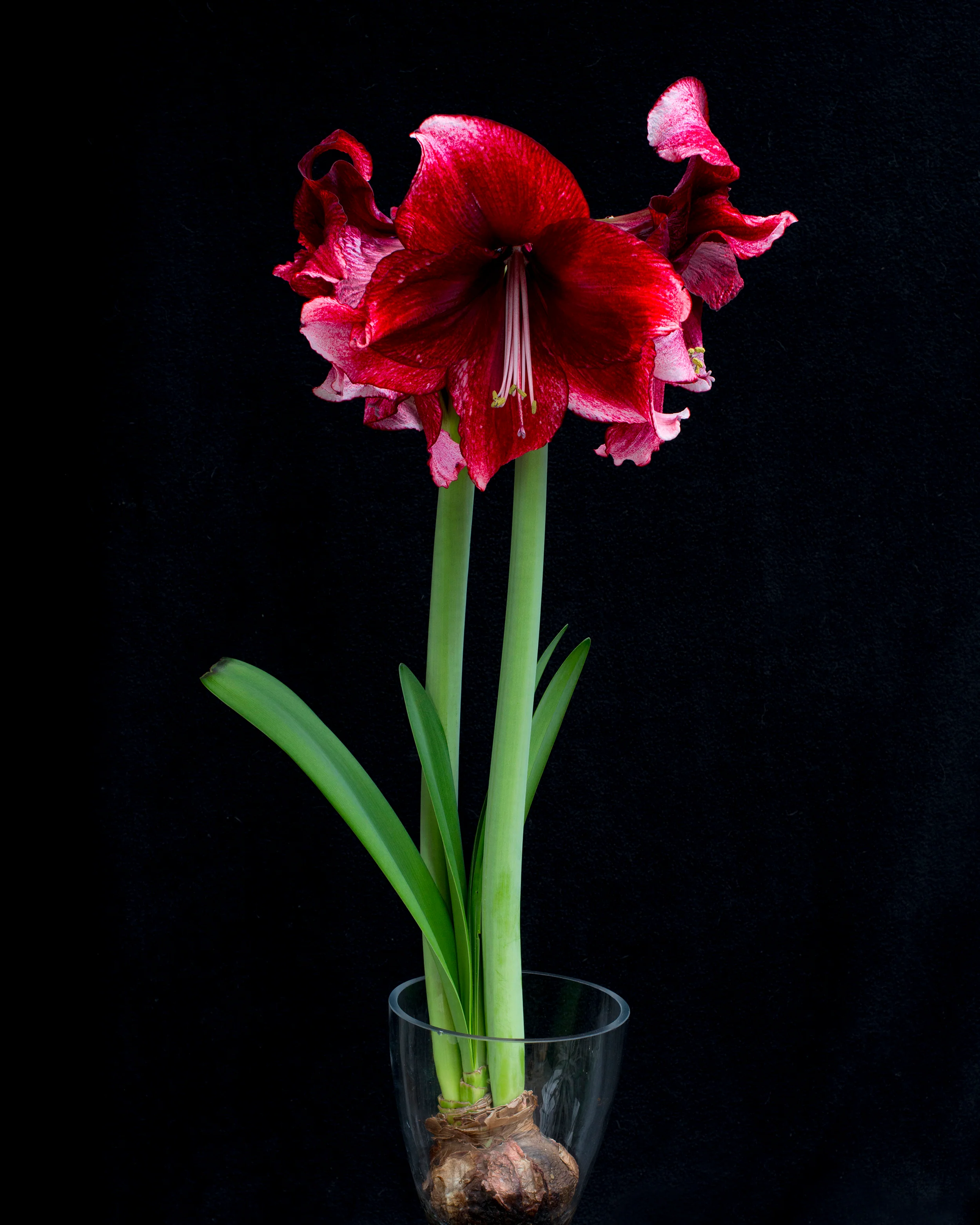 Amaryllis 'Daphne' - Image 8
