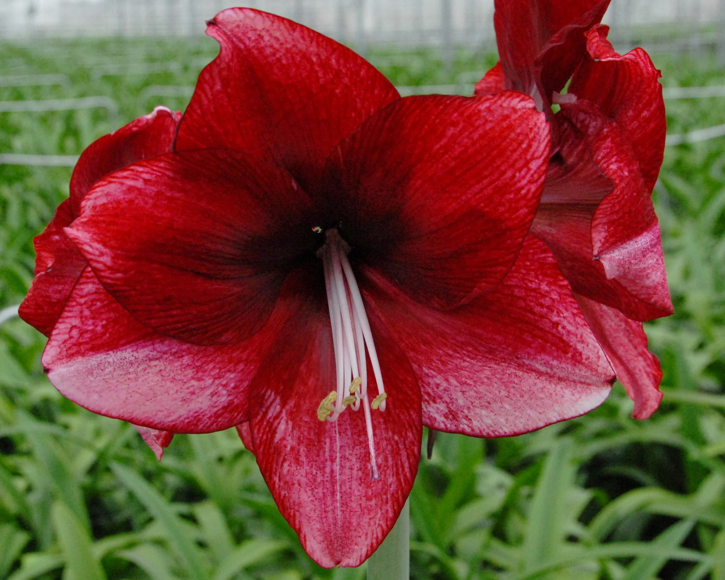 Amaryllis 'Daphne' - Image 9