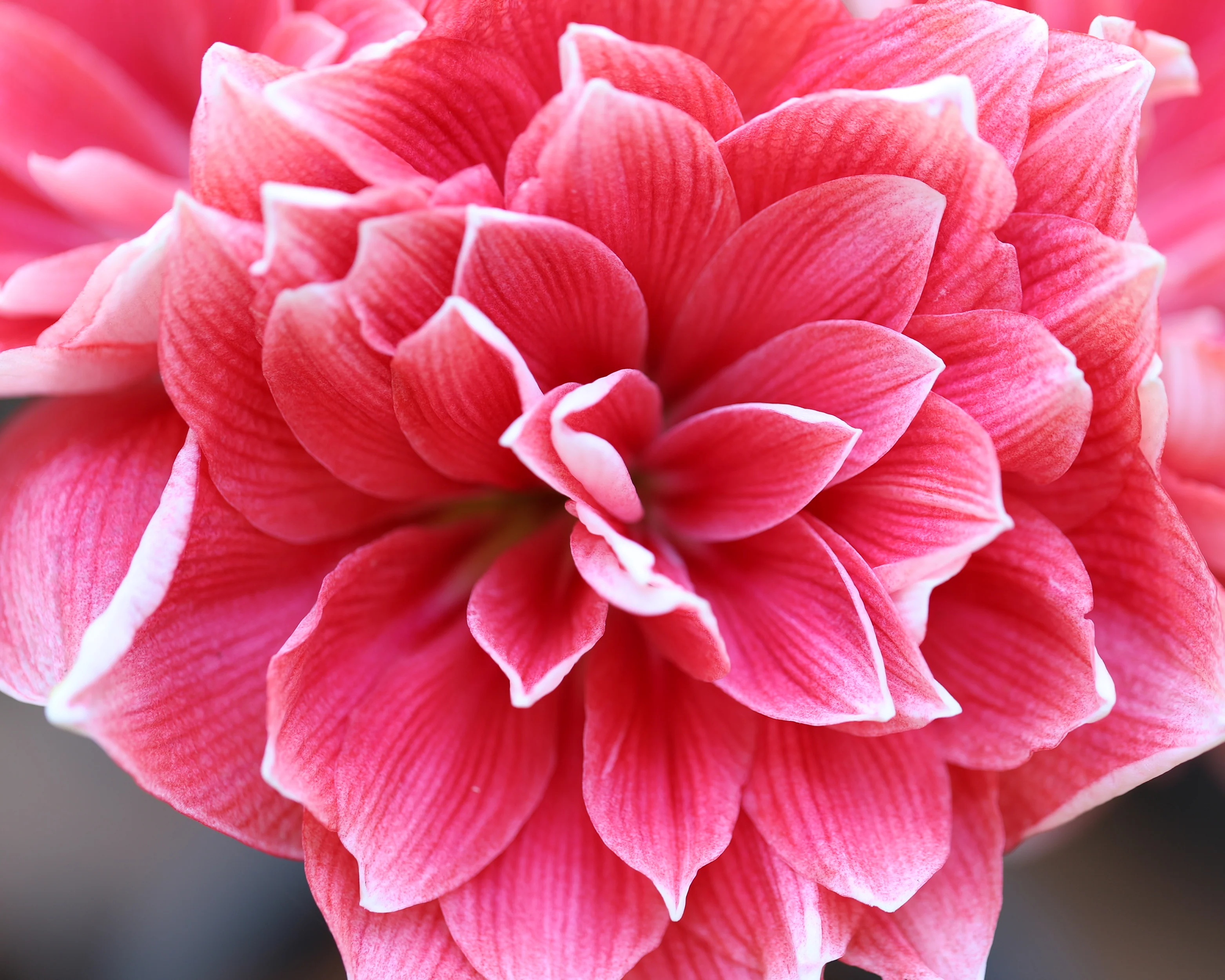 Amaryllis 'Double Dream' - Image 3