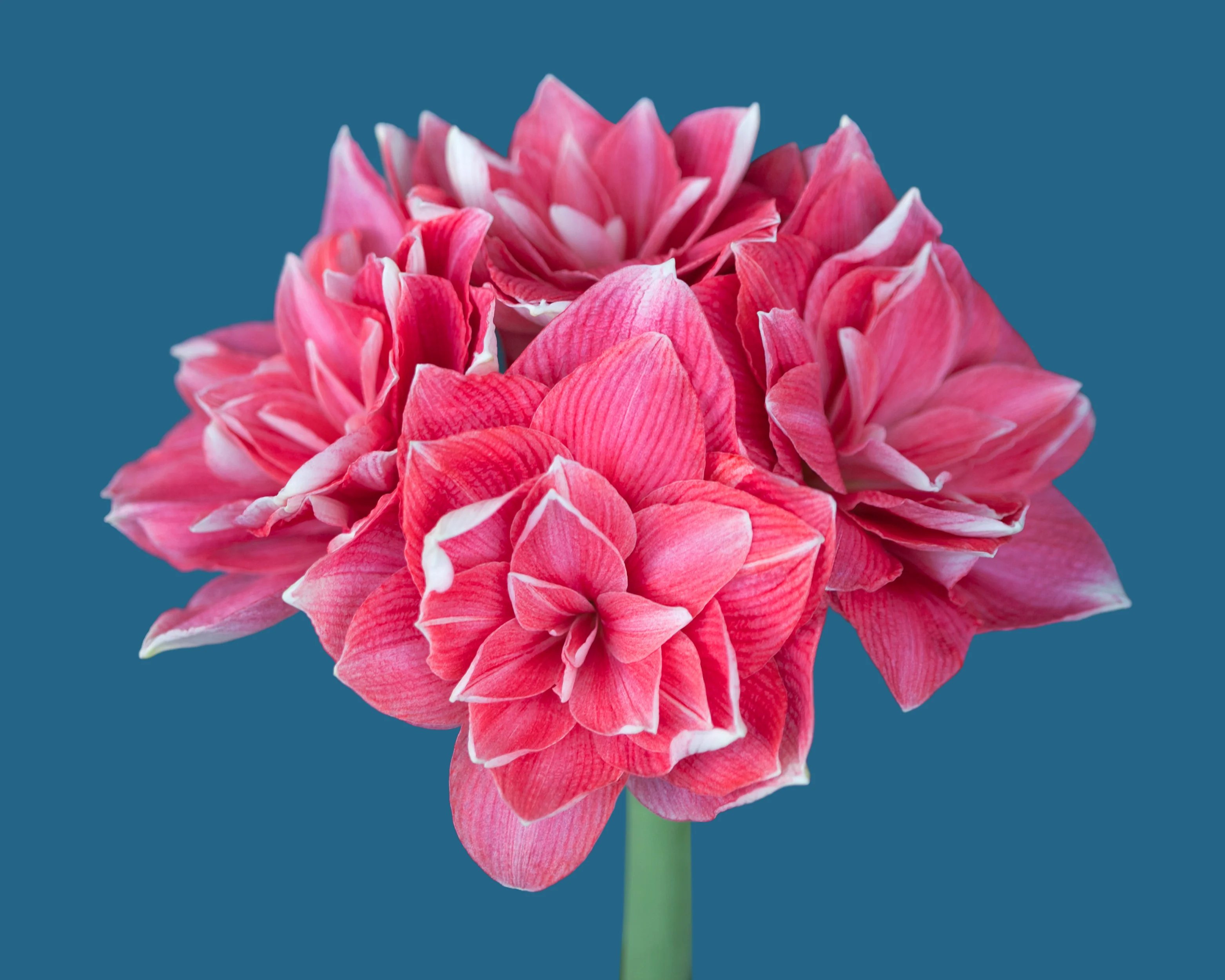 Amaryllis 'Double Dream' - Image 5