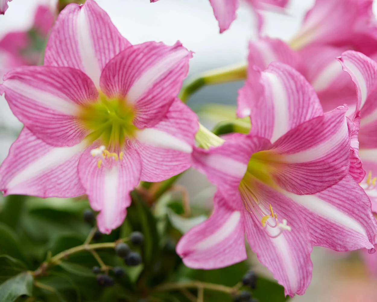 Amaryllis 'Estella' - Image 10