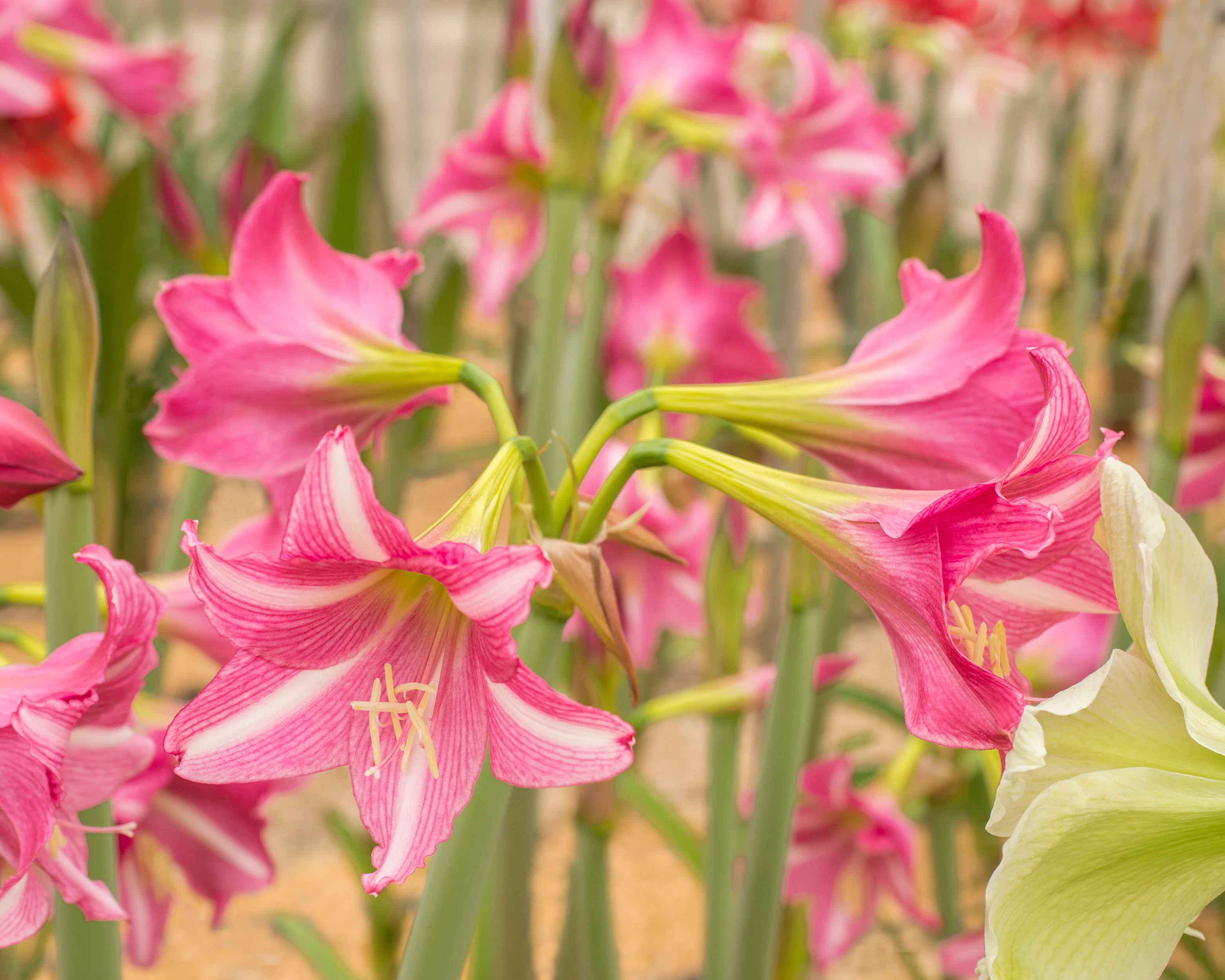 Amaryllis 'Estella' - Image 3