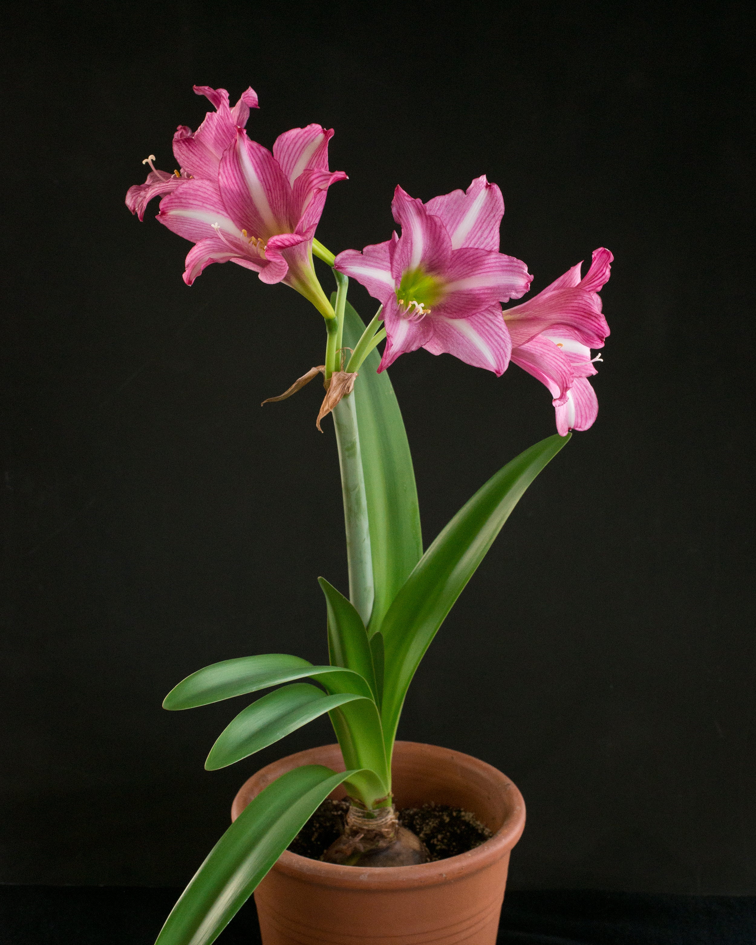 Amaryllis 'Estella' - Image 5