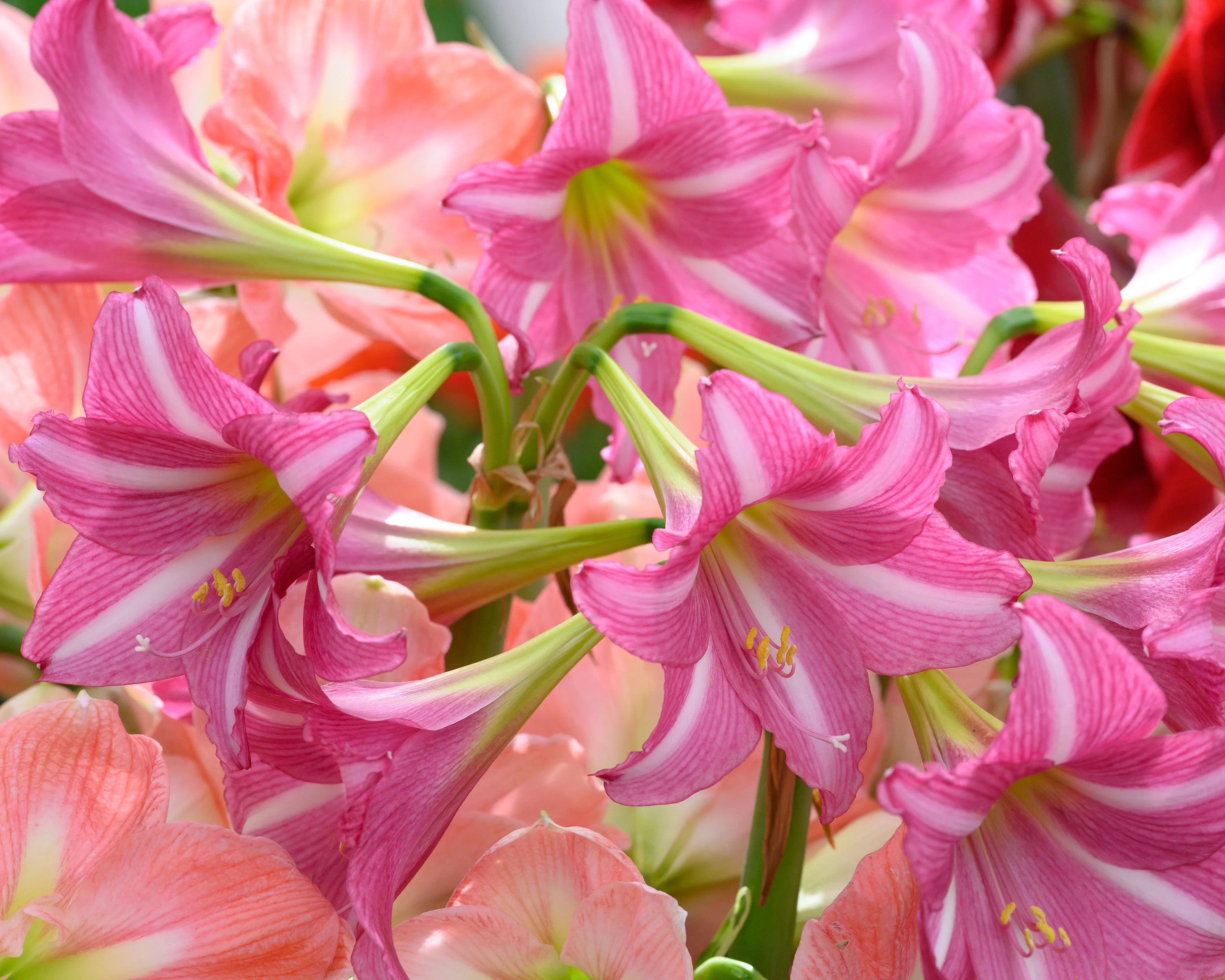 Amaryllis 'Estella' - Image 6