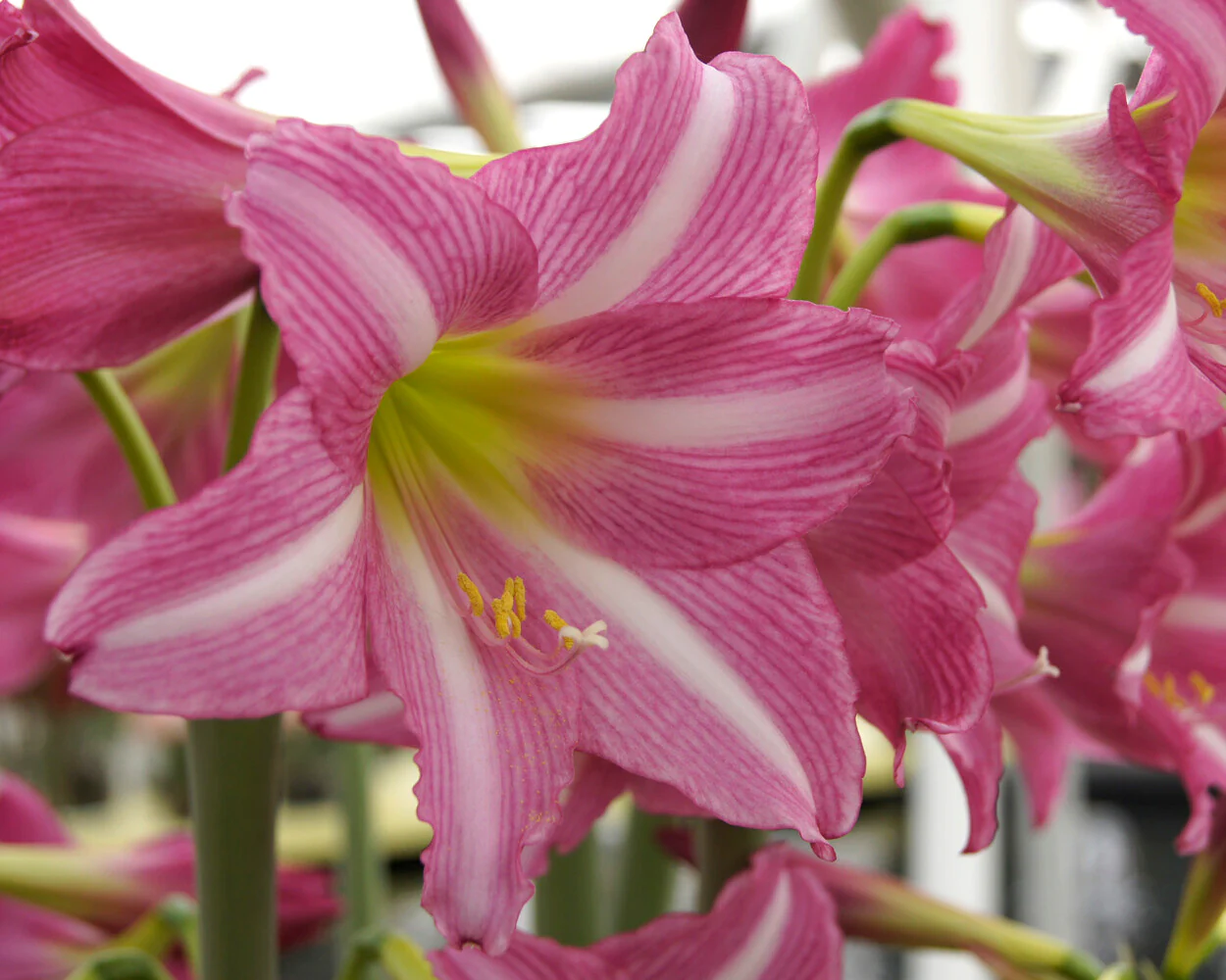 Amaryllis 'Estella' - Image 8
