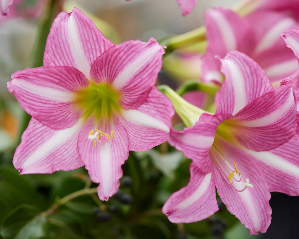 Amaryllis 'Estella' - Image 9