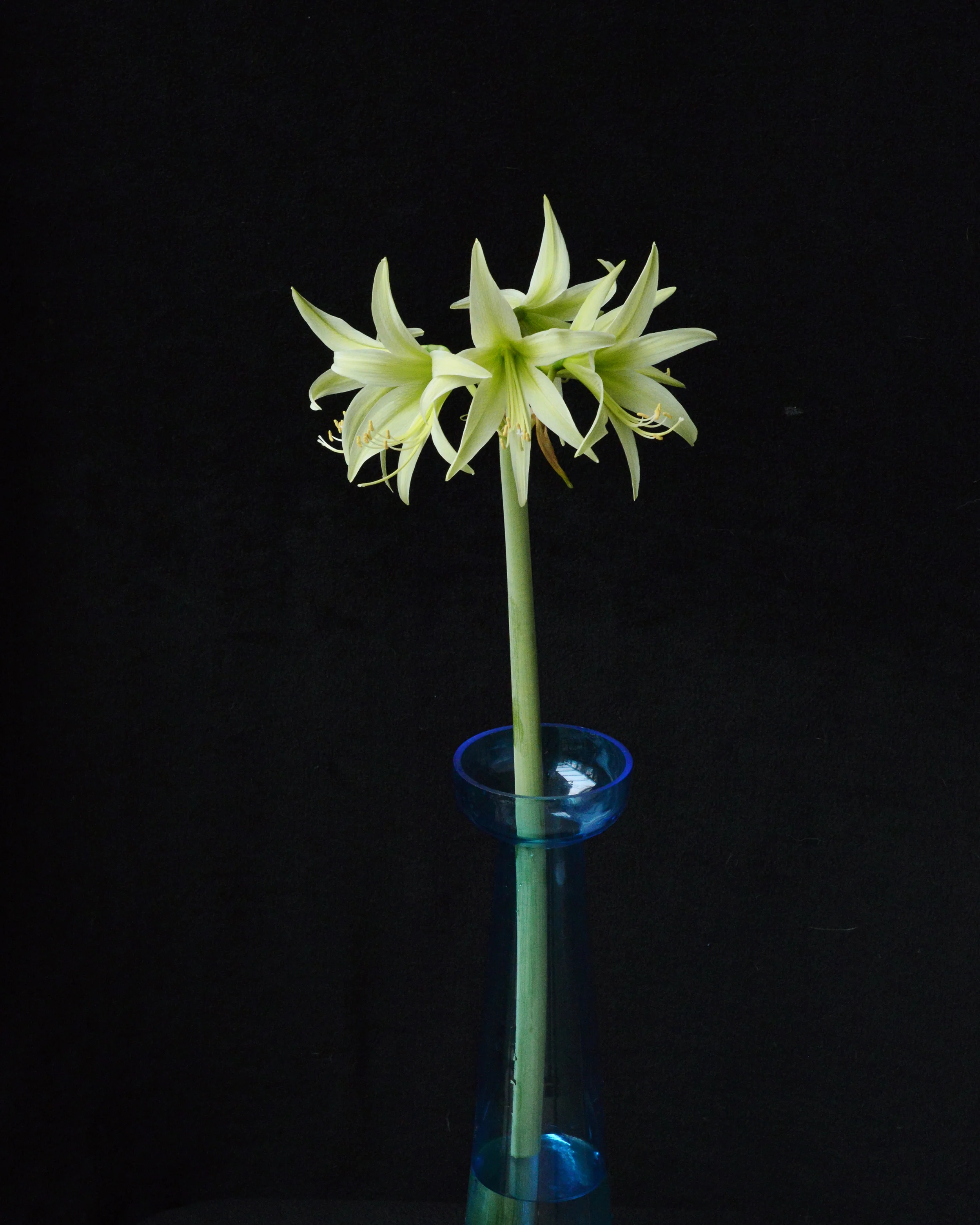 Amaryllis 'Evergreen' - Image 10