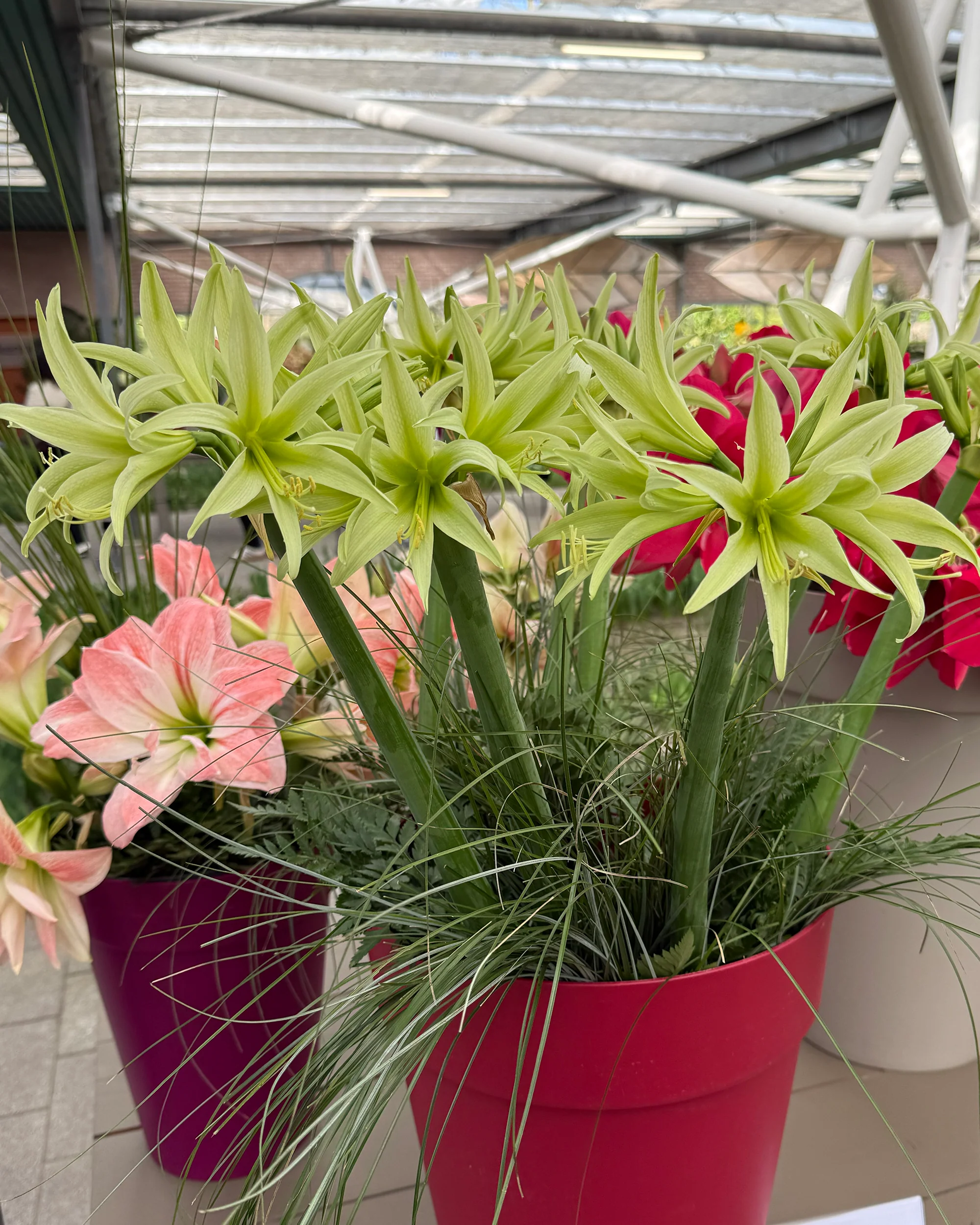 Amaryllis 'Evergreen' - Image 12