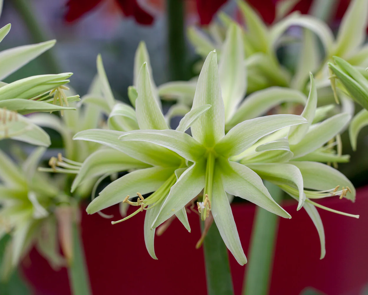Amaryllis 'Evergreen' - Image 5