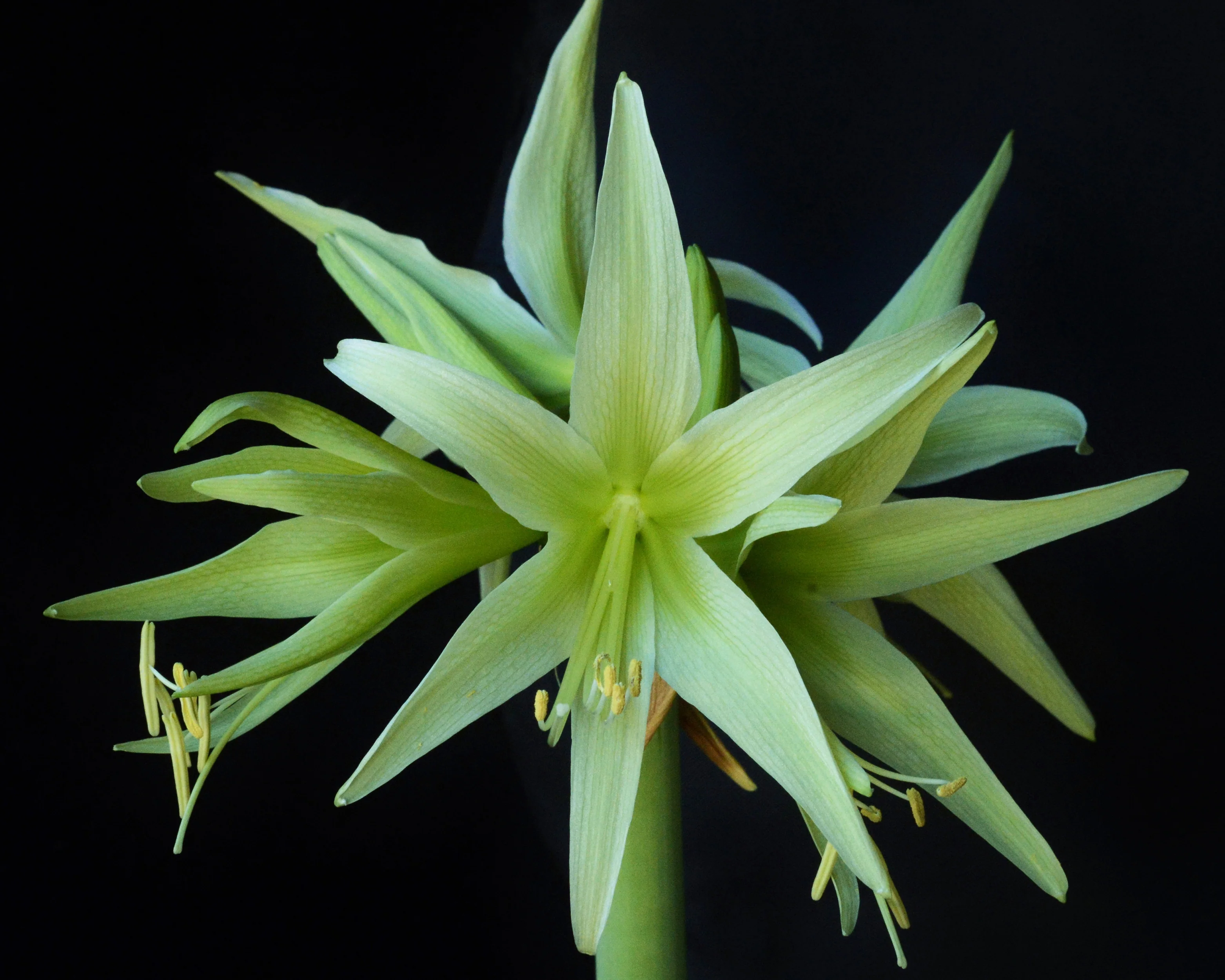 Amaryllis 'Evergreen' - Image 7