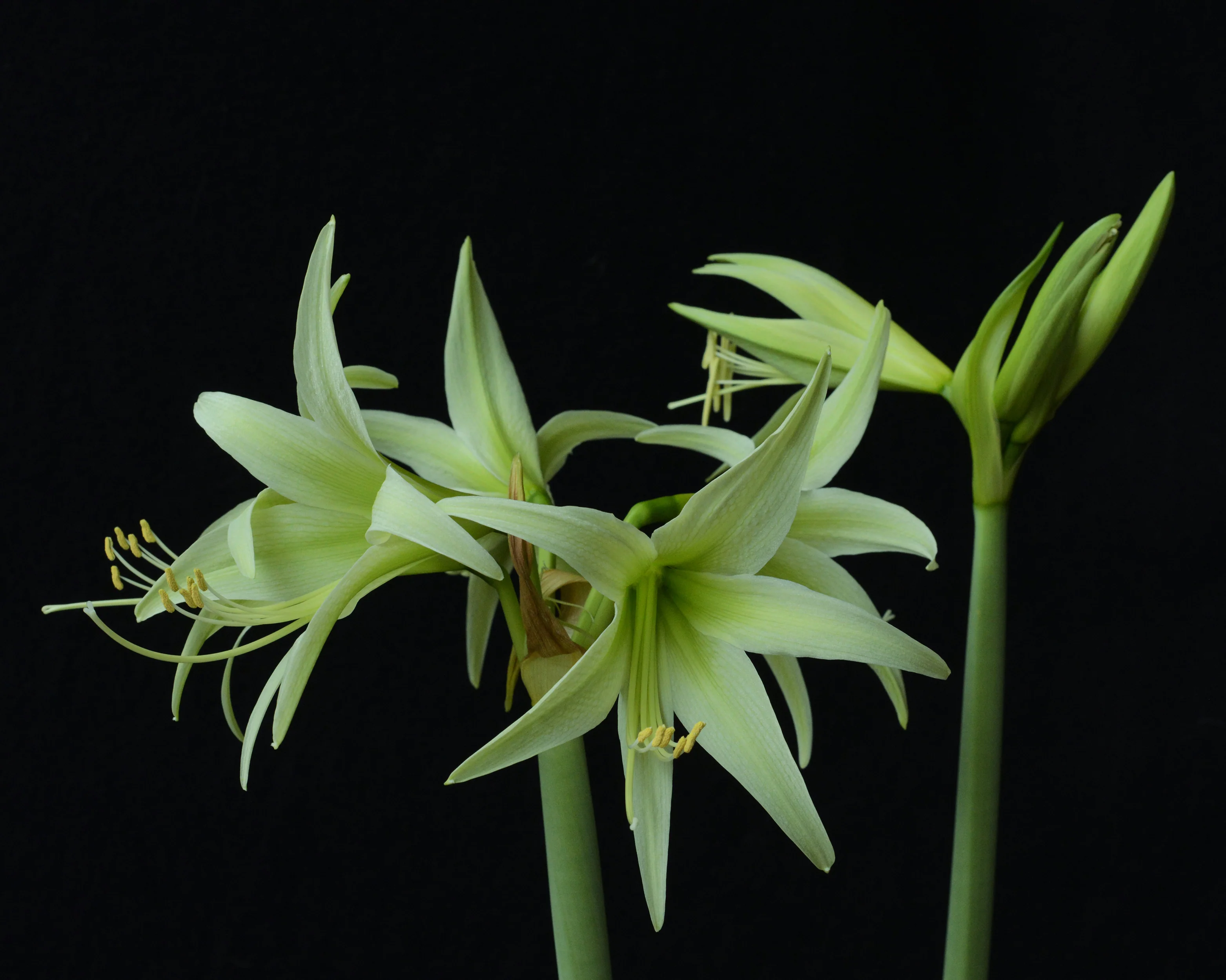Amaryllis 'Evergreen' - Image 8