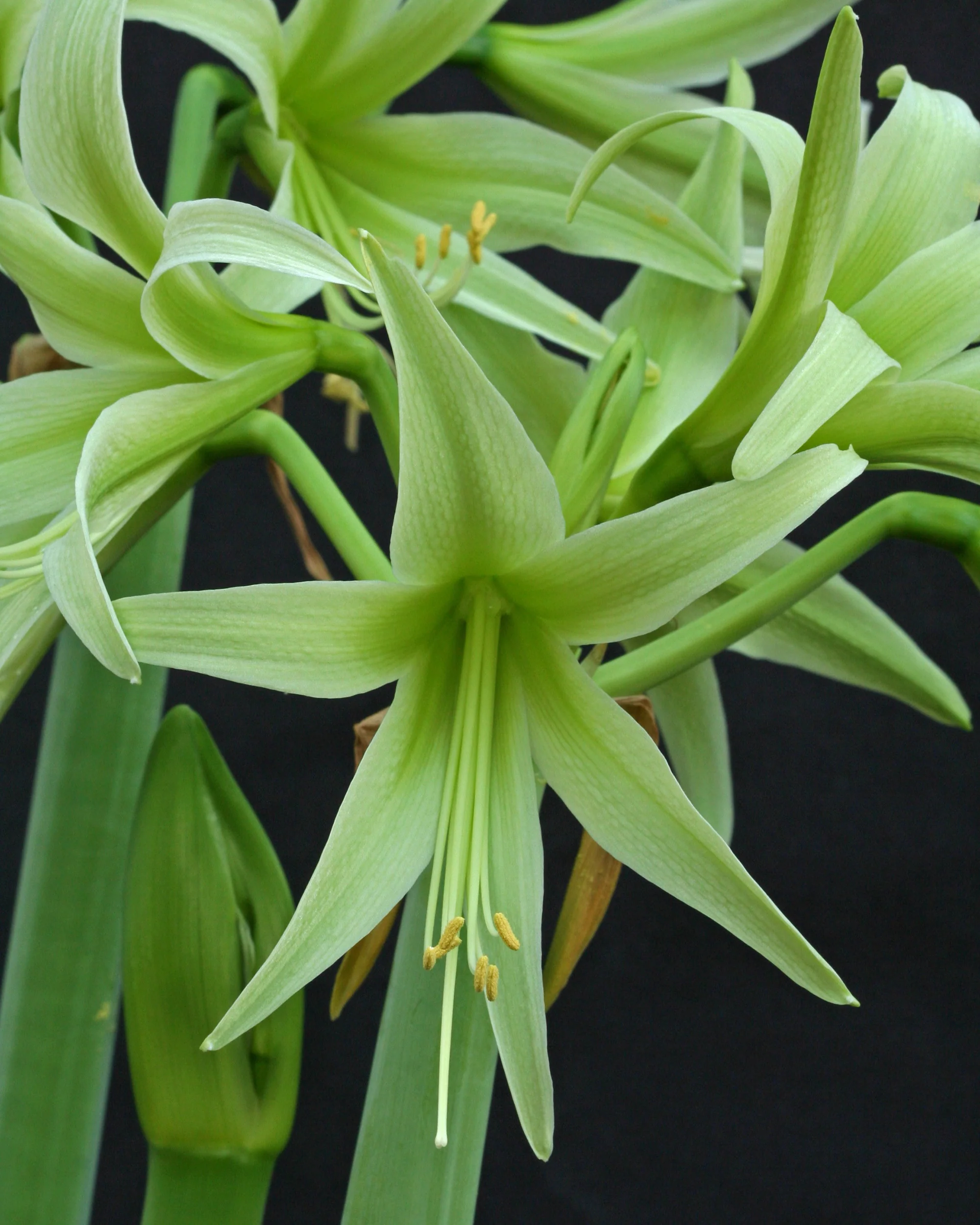Amaryllis 'Evergreen' - Image 9