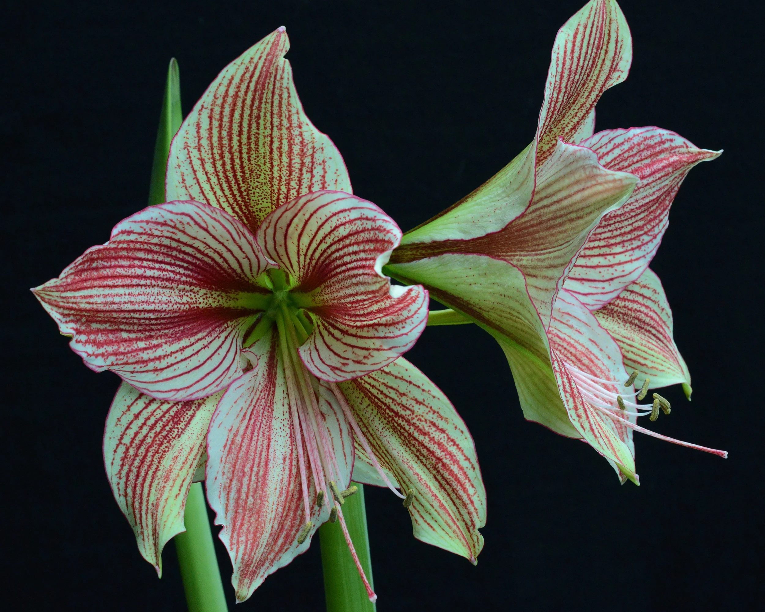 Amaryllis 'Exotic Star' - Image 10