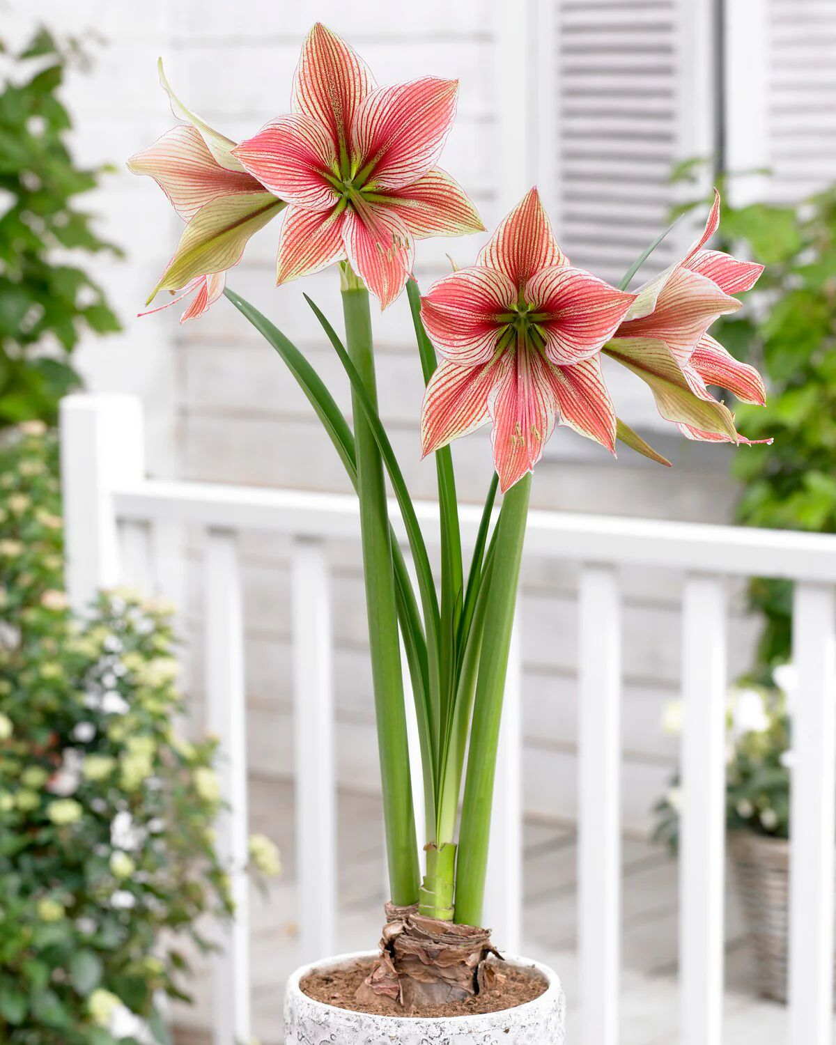 Amaryllis 'Exotic Star' - Image 12