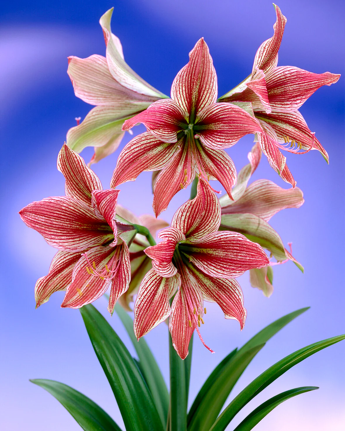 Amaryllis 'Exotic Star' - Image 4
