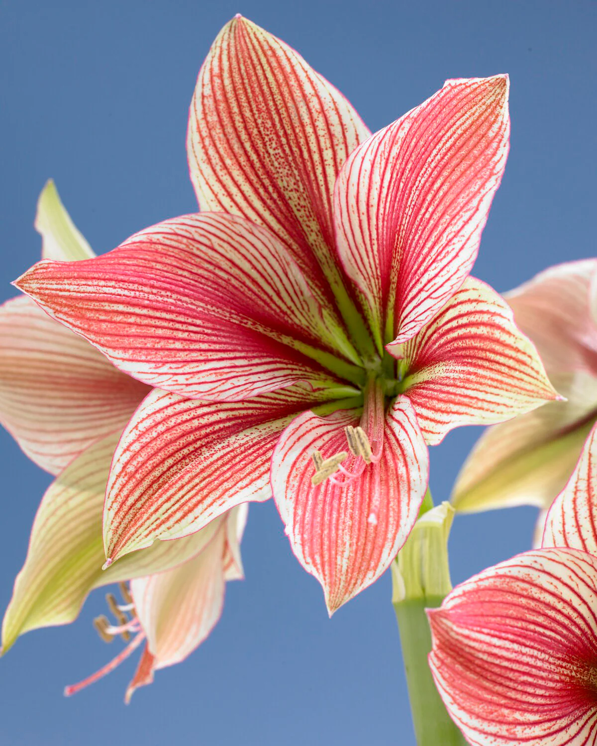 Amaryllis 'Exotic Star' - Image 5