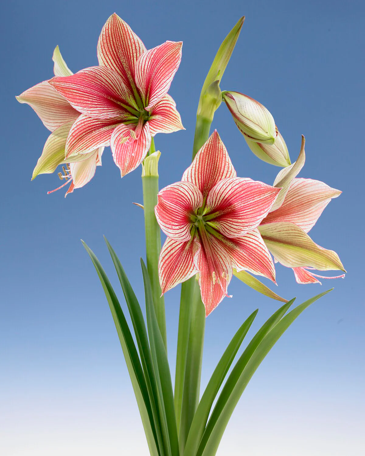 Amaryllis 'Exotic Star' - Image 6