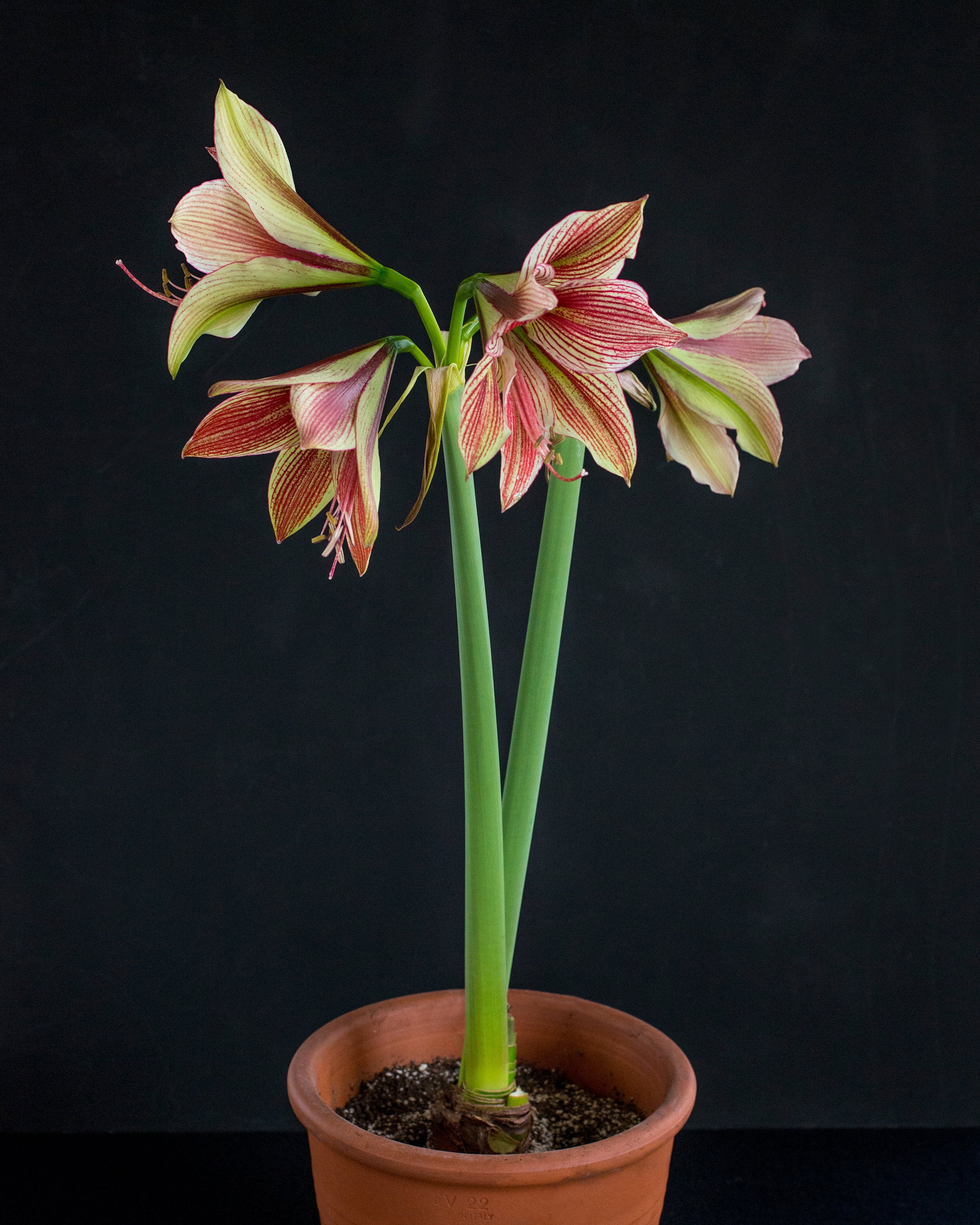 Amaryllis 'Exotic Star' - Image 8