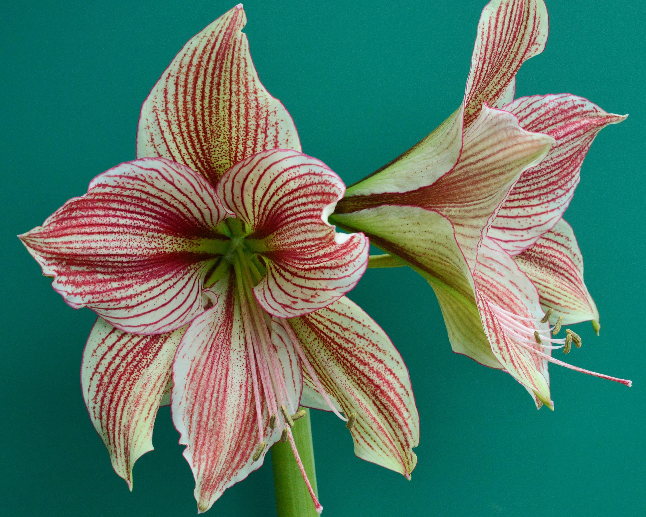 Amaryllis 'Exotic Star' - Image 9