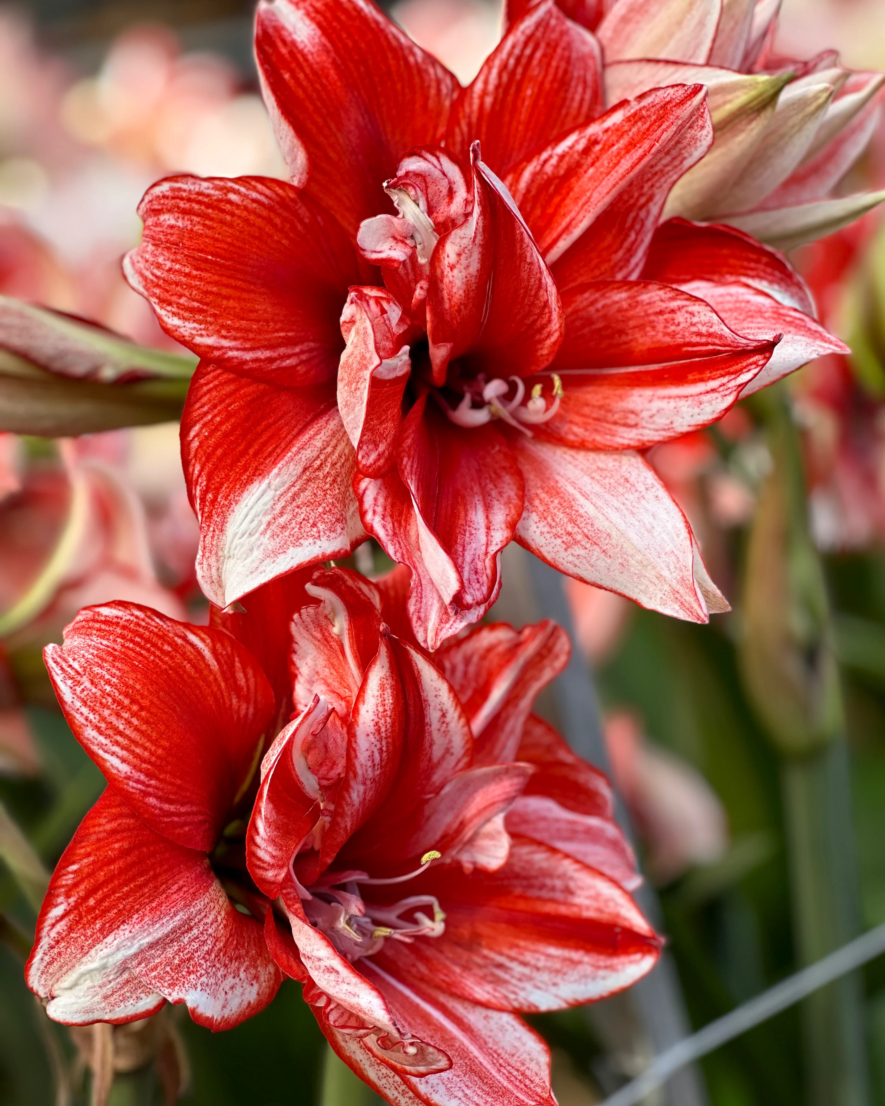 Amaryllis 'Flamed Amadeus' - Image 2