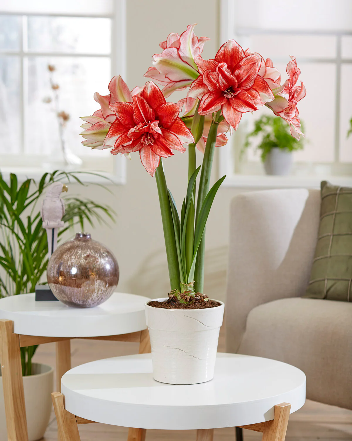 Amaryllis 'Flamed Amadeus' - Image 3