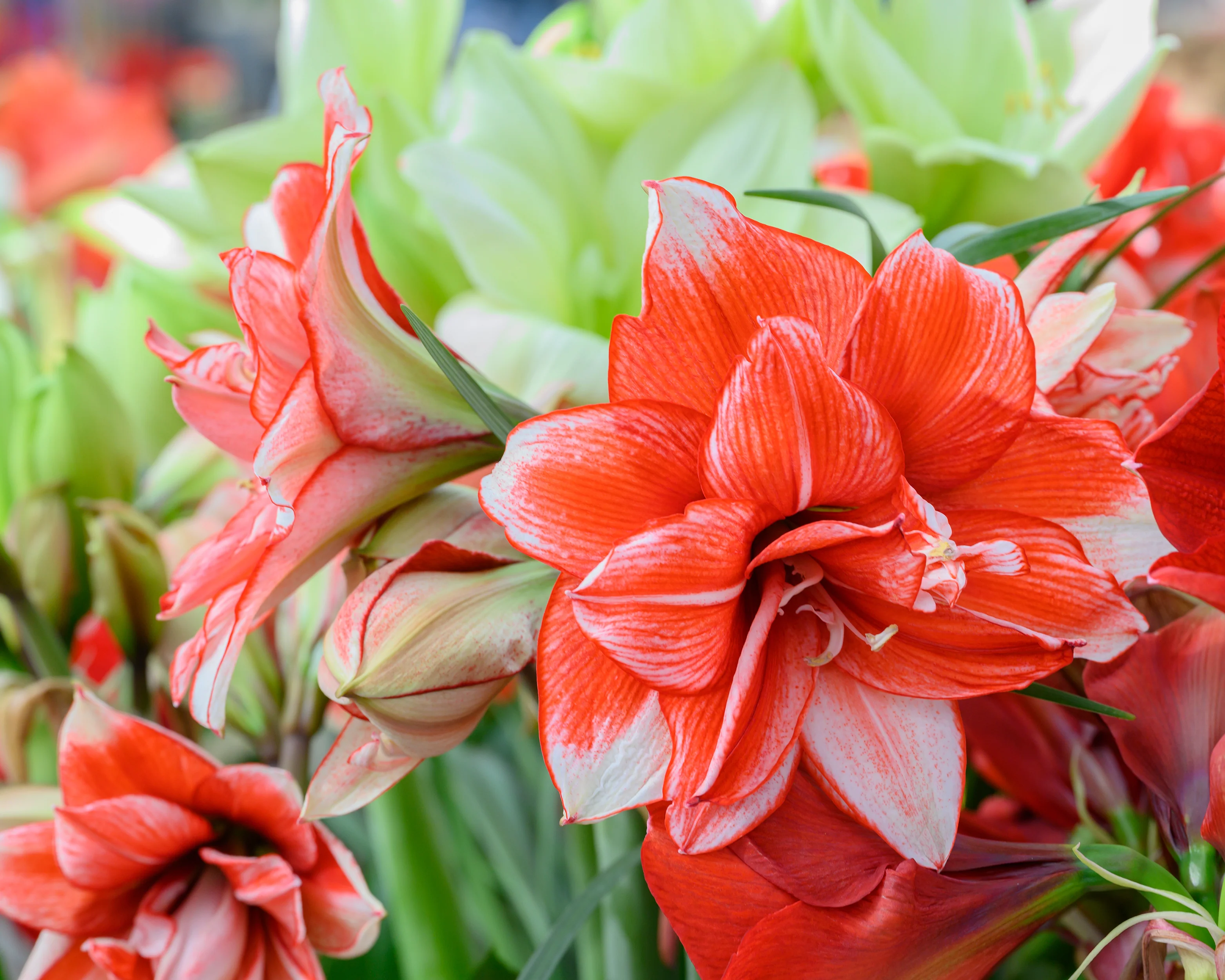 Amaryllis 'Flamed Amadeus' - Image 6