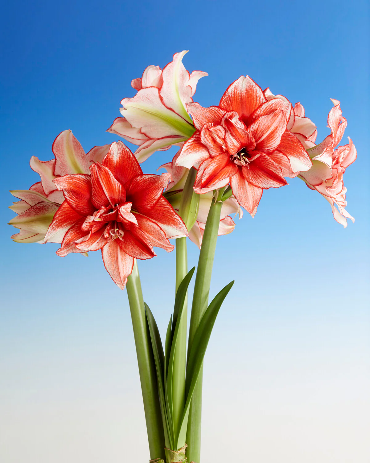 Amaryllis 'Flamed Amadeus' - Image 9