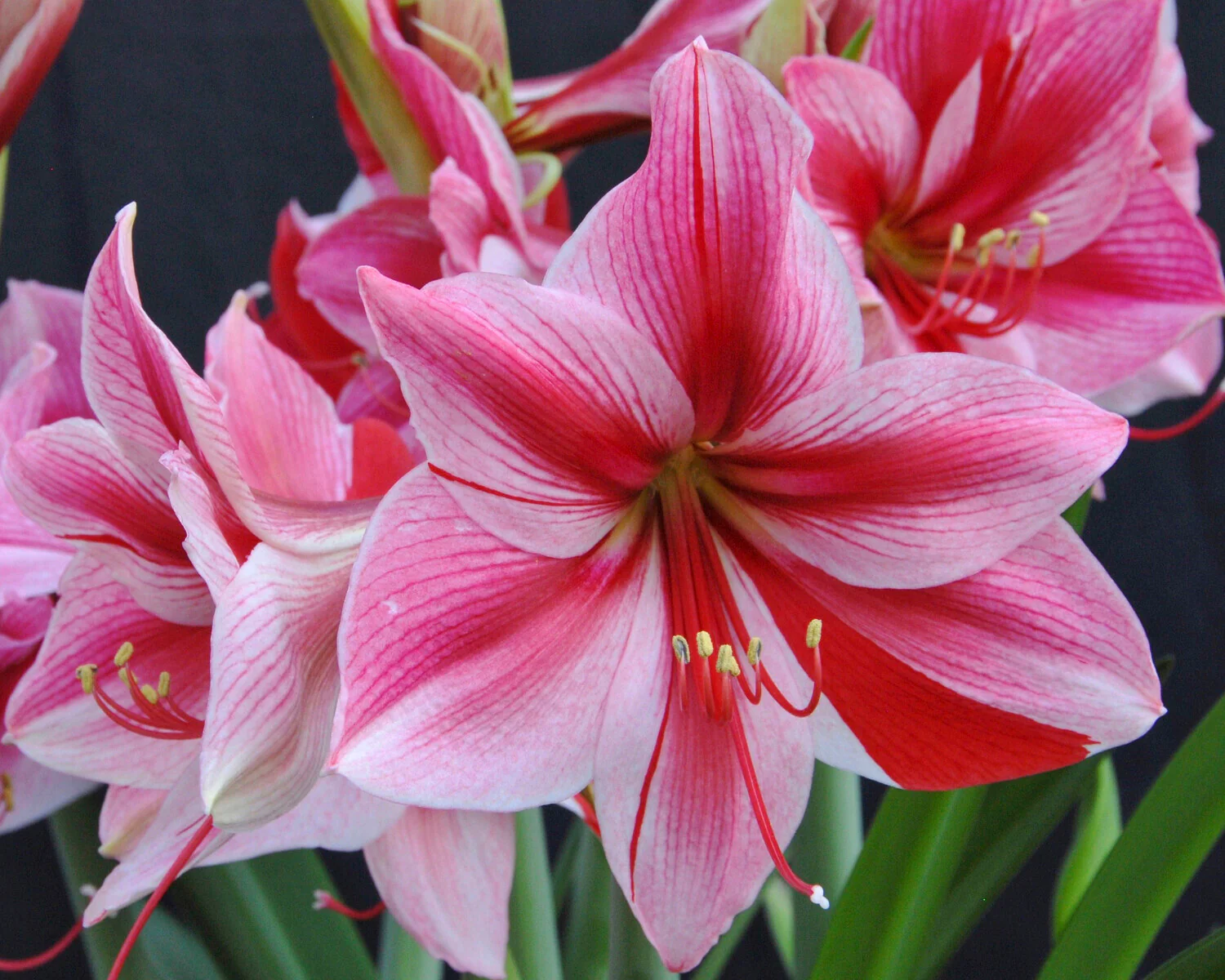 Amaryllis 'Gervase' - Image 4