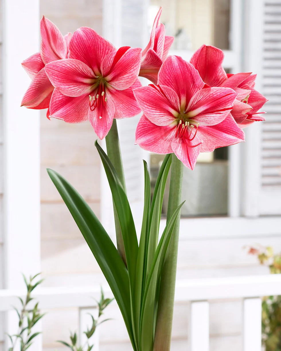 Amaryllis 'Gervase' - Image 5