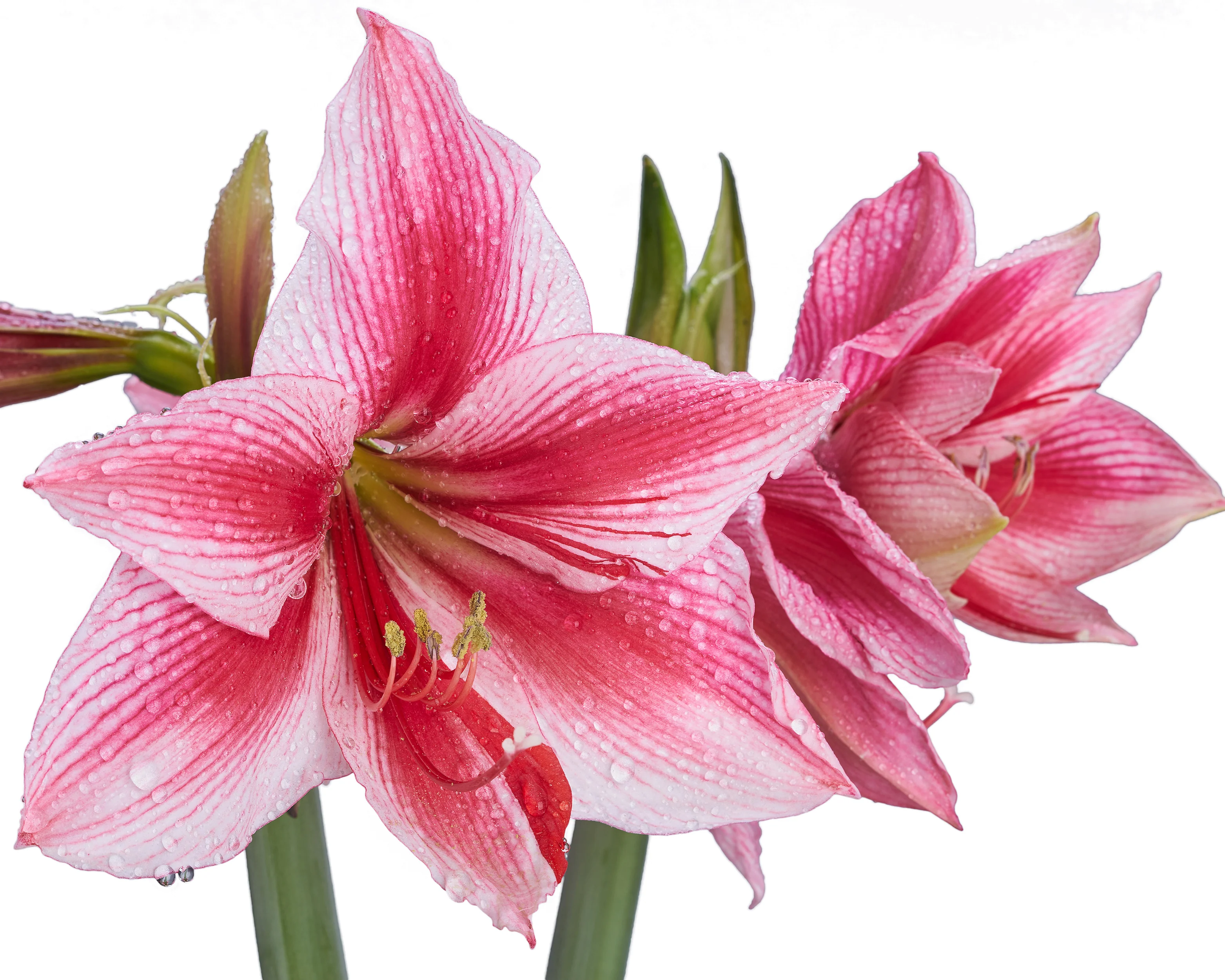 Amaryllis 'Gervase' - Image 6