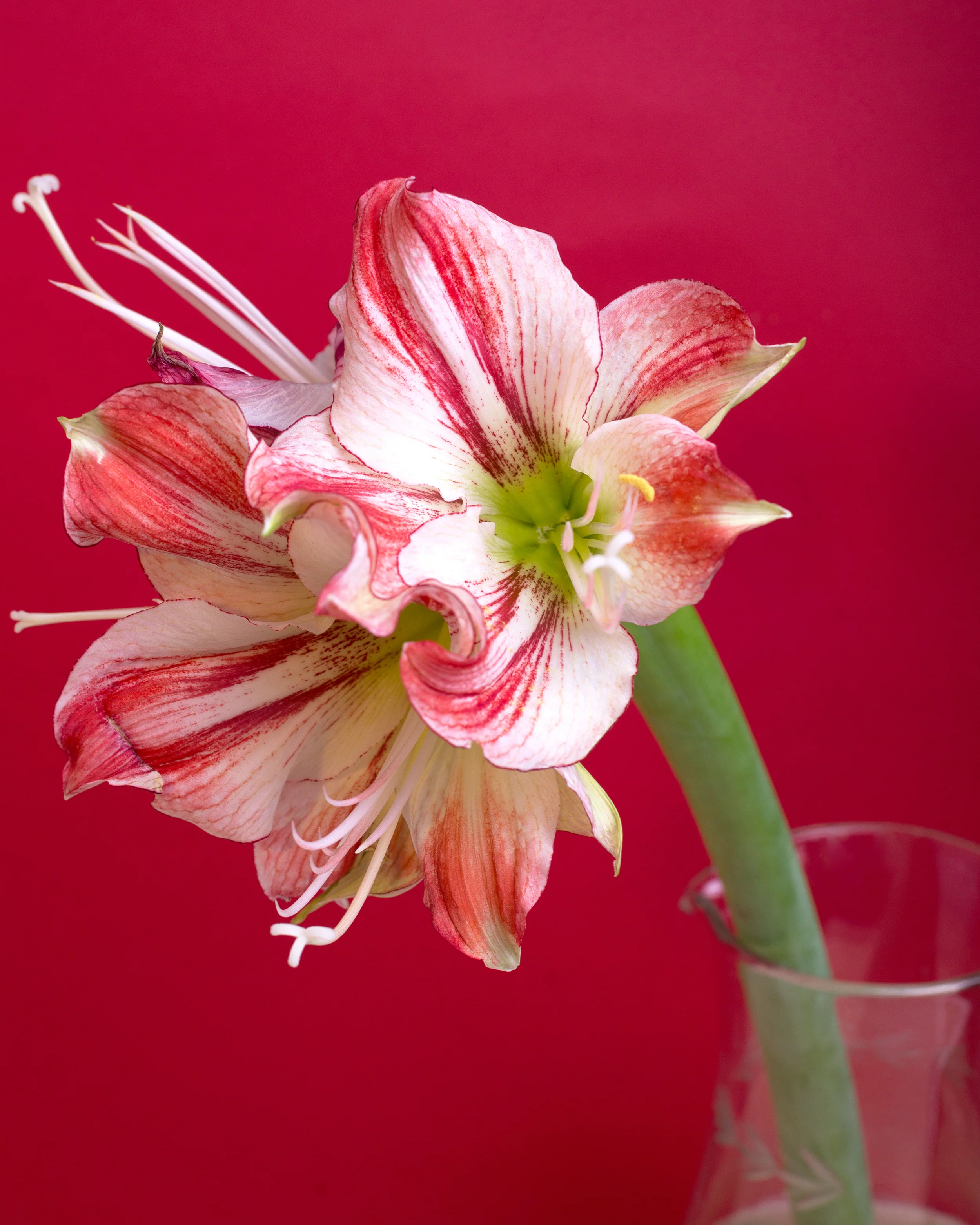 Amaryllis 'Gervase' - Image 7