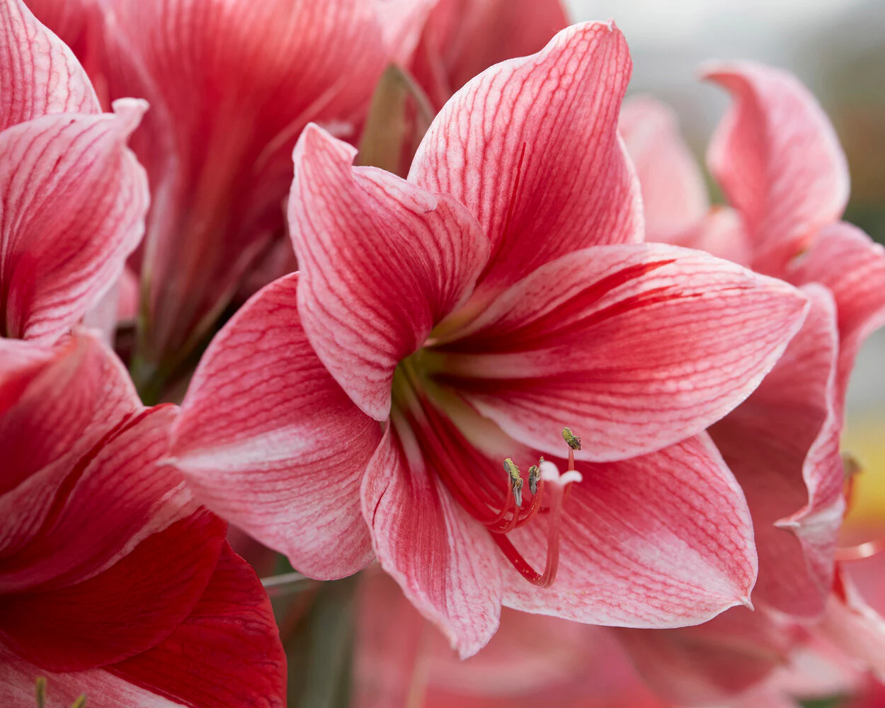 Amaryllis 'Gervase' - Image 8