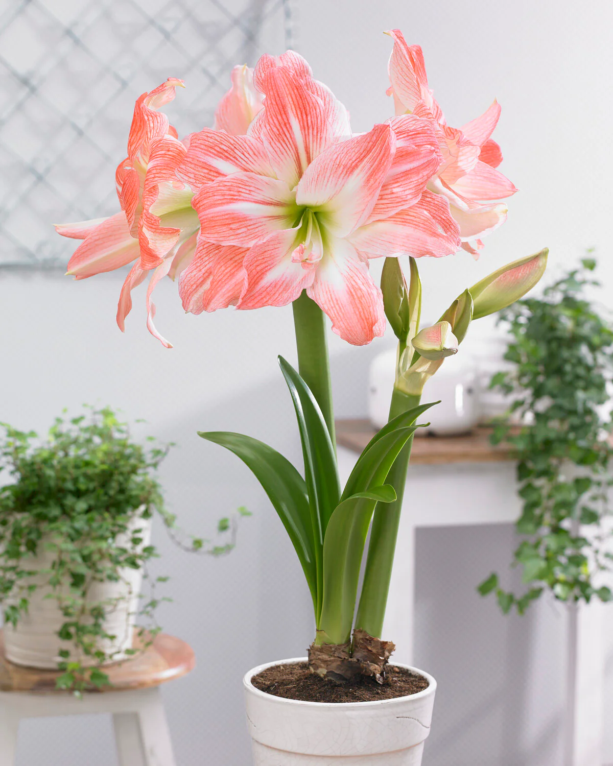 Amaryllis 'Giant Amadeus' - Image 10