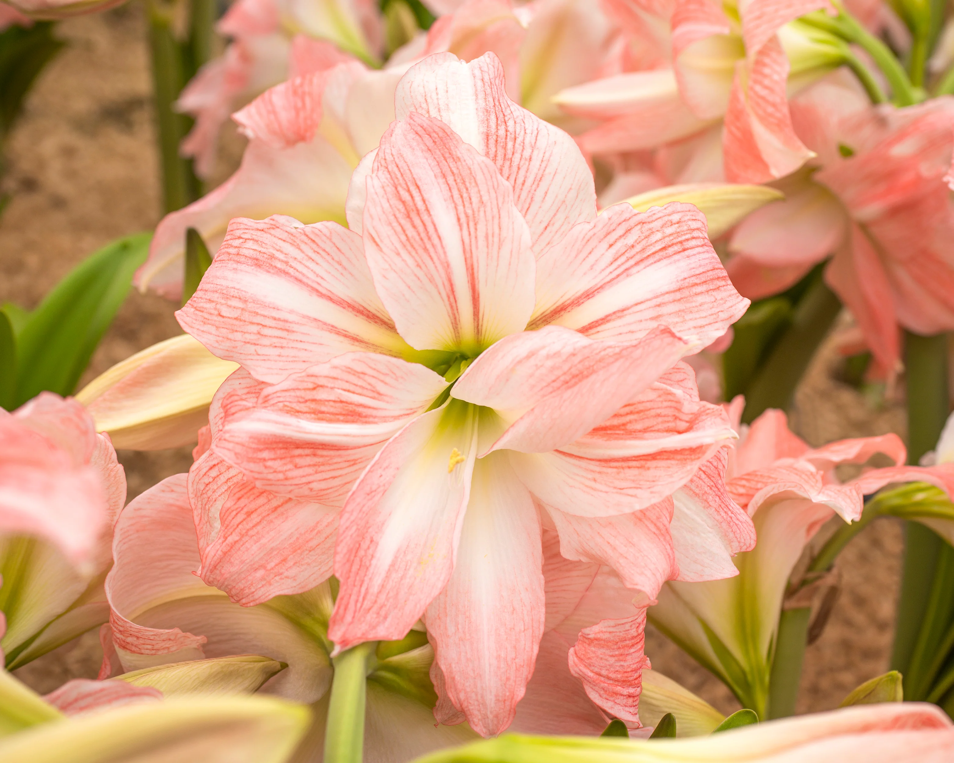 Amaryllis 'Giant Amadeus' - Image 11