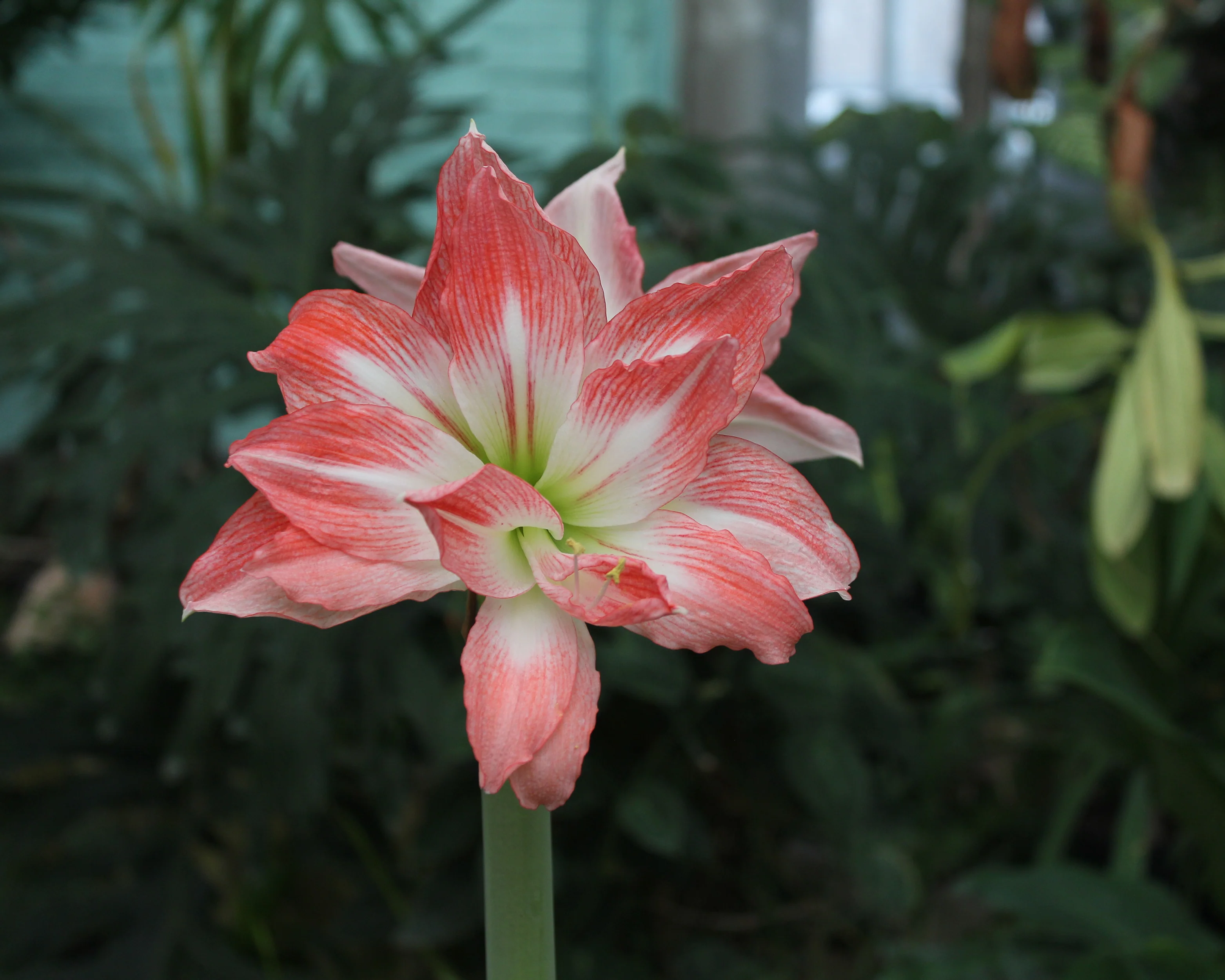 Amaryllis 'Giant Amadeus' - Image 13