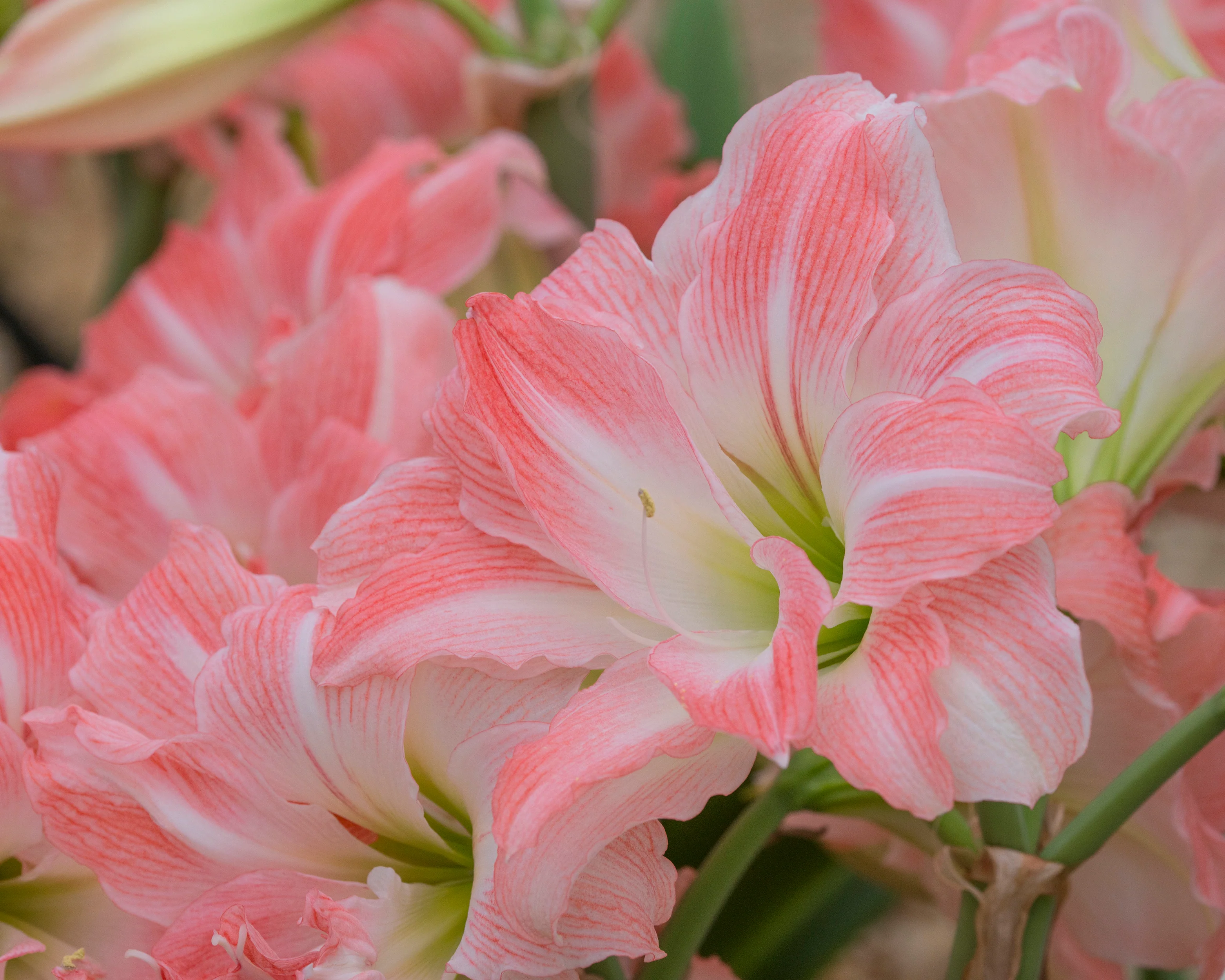 Amaryllis 'Giant Amadeus' - Image 14