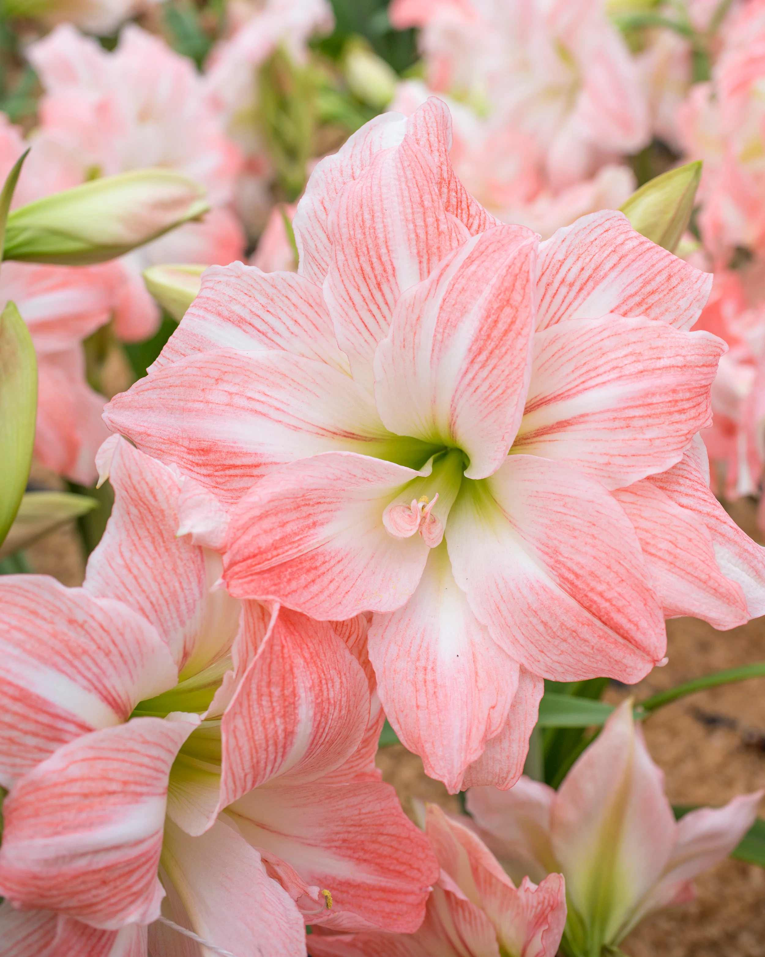 Amaryllis 'Giant Amadeus' - Image 2