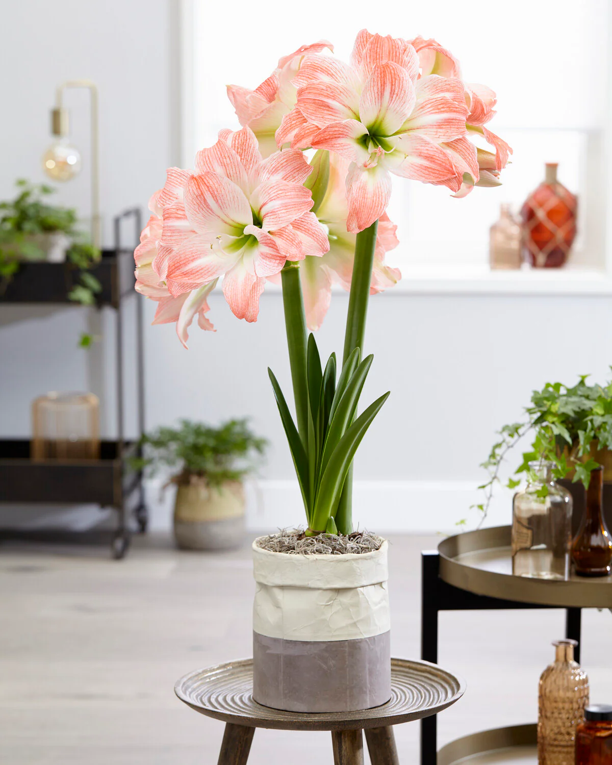 Amaryllis 'Giant Amadeus' - Image 3