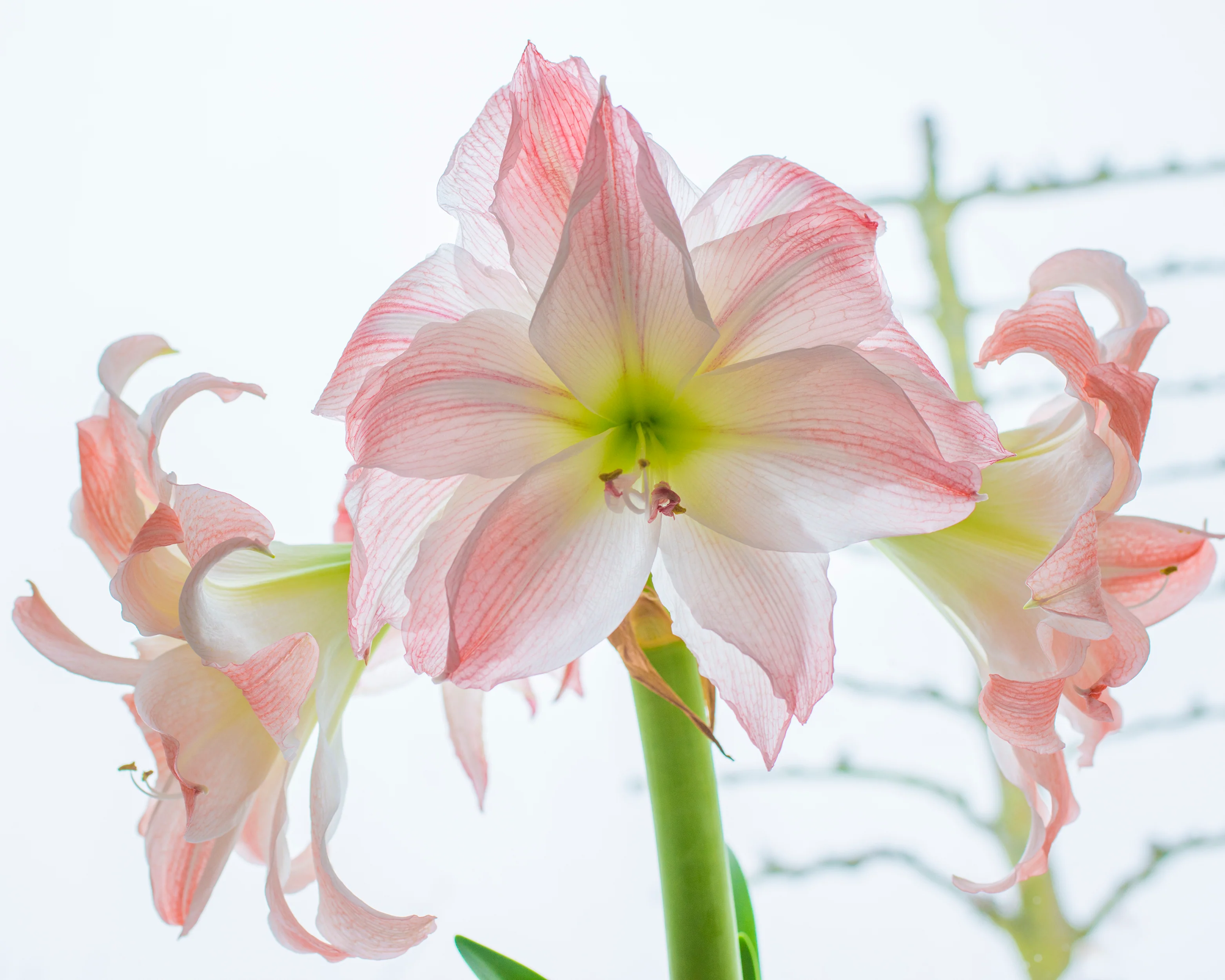 Amaryllis 'Giant Amadeus' - Image 5