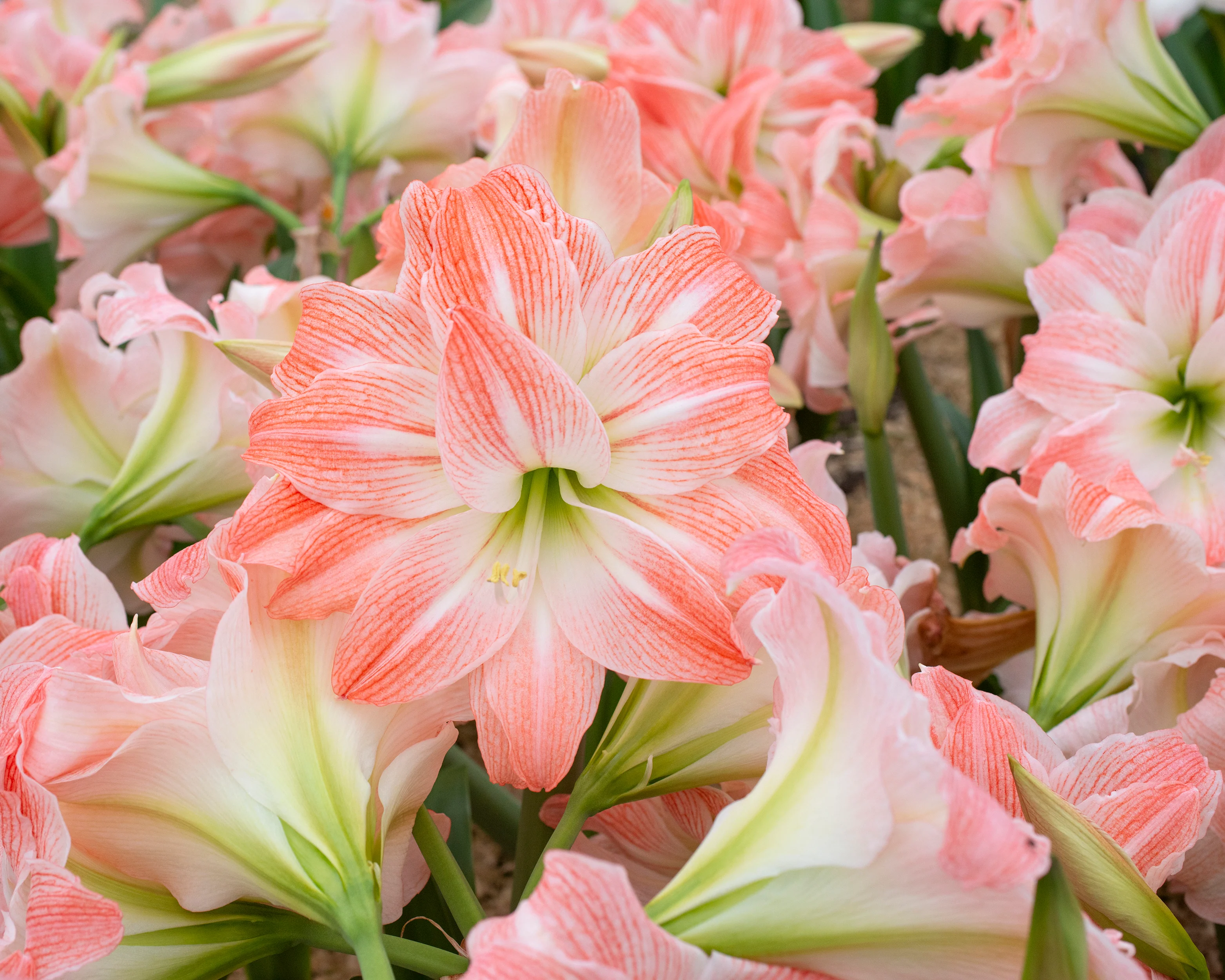 Amaryllis 'Giant Amadeus' - Image 7