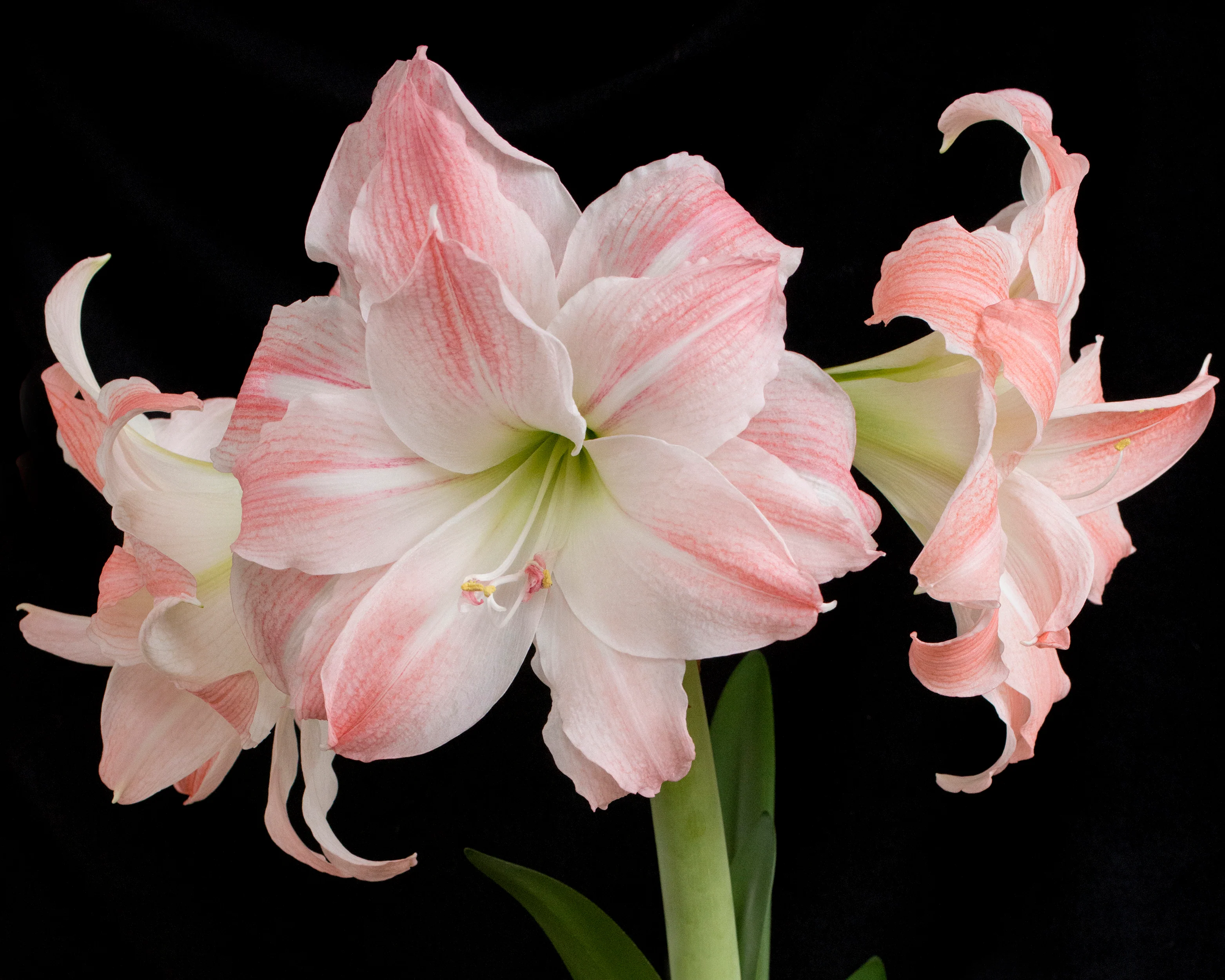 Amaryllis 'Giant Amadeus' - Image 8