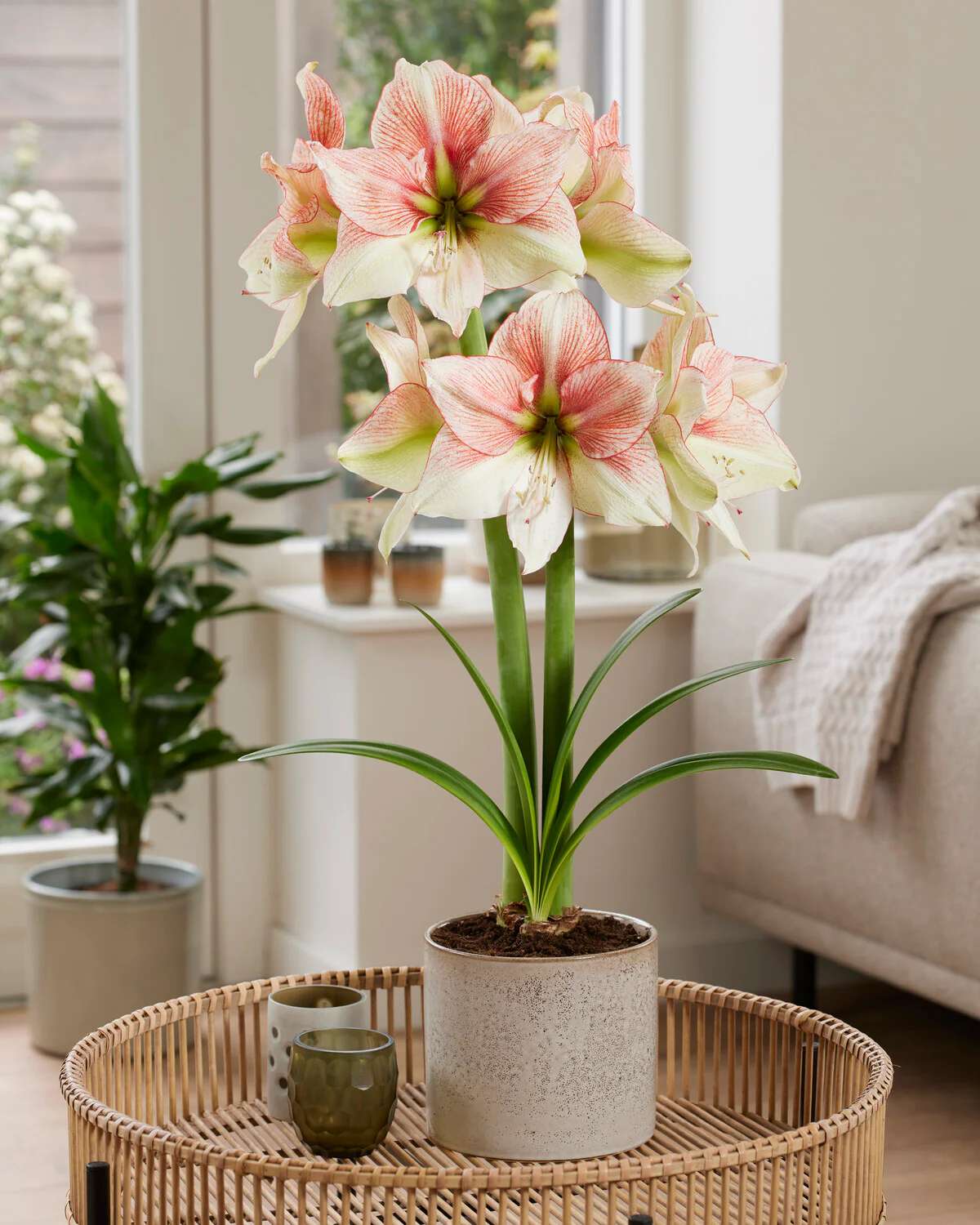 Amaryllis 'Grandise Fantasy' - Image 10