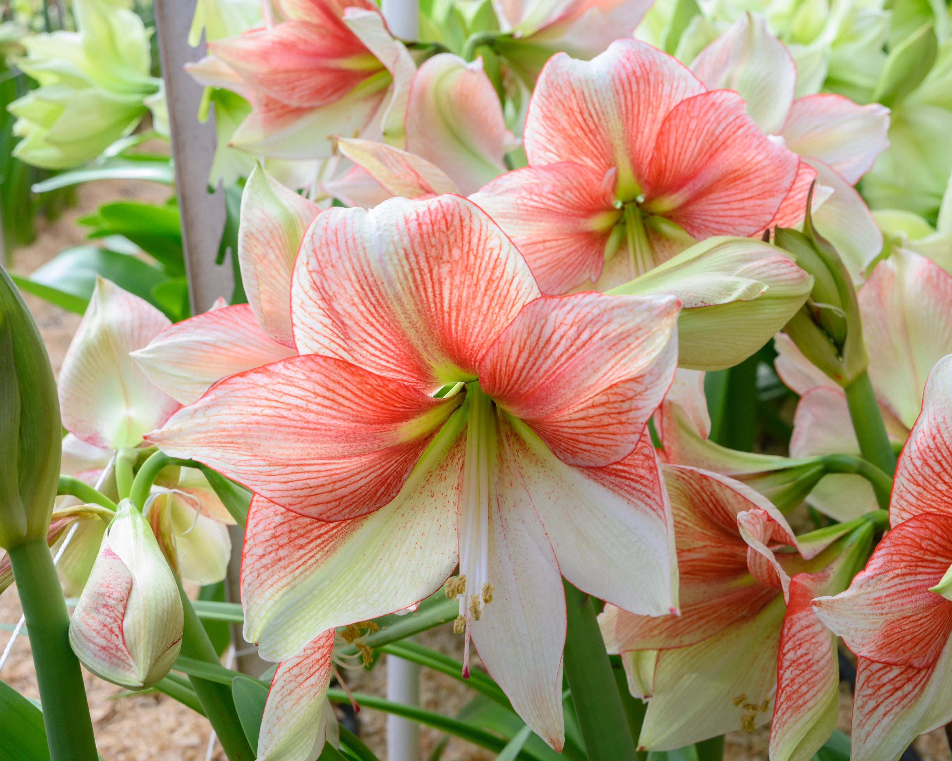Amaryllis 'Grandise Fantasy' - Image 2