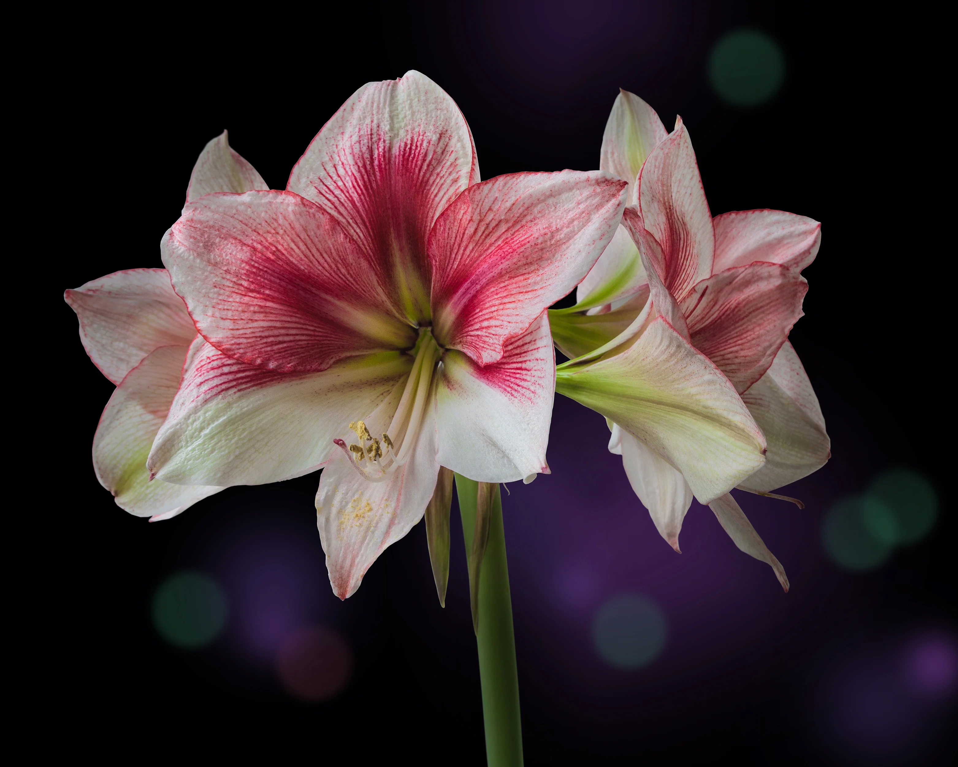 Amaryllis 'Grandise Fantasy' - Image 5