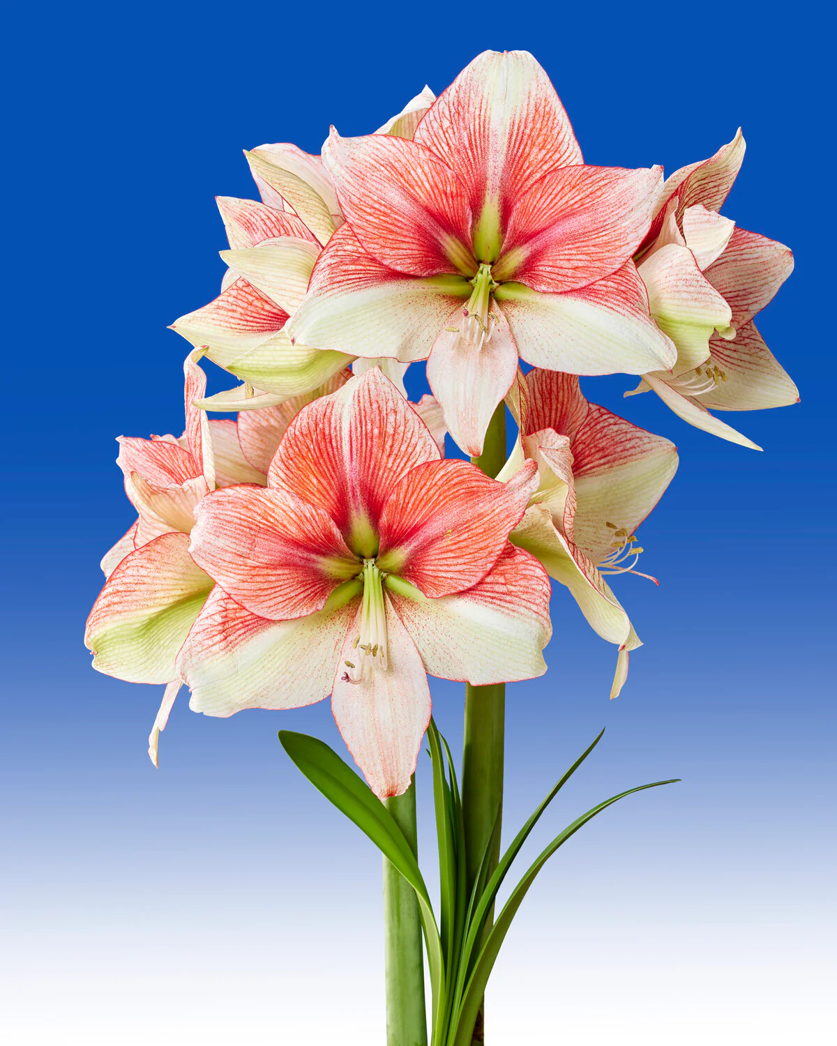 Amaryllis 'Grandise Fantasy' - Image 6
