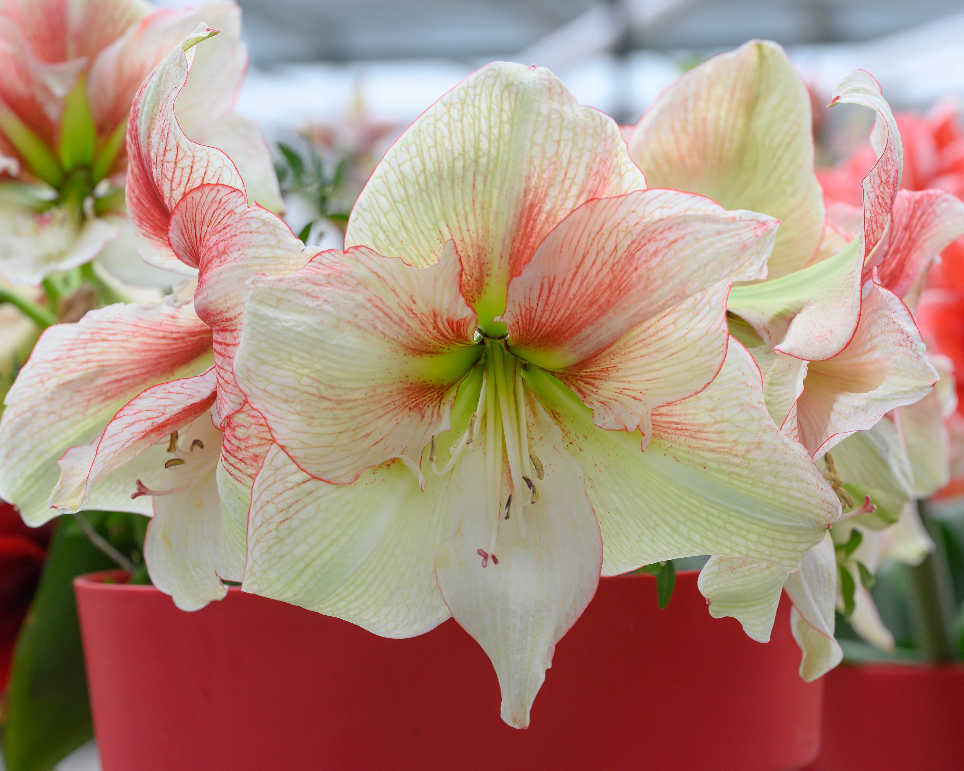 Amaryllis 'Grandise Fantasy' - Image 7