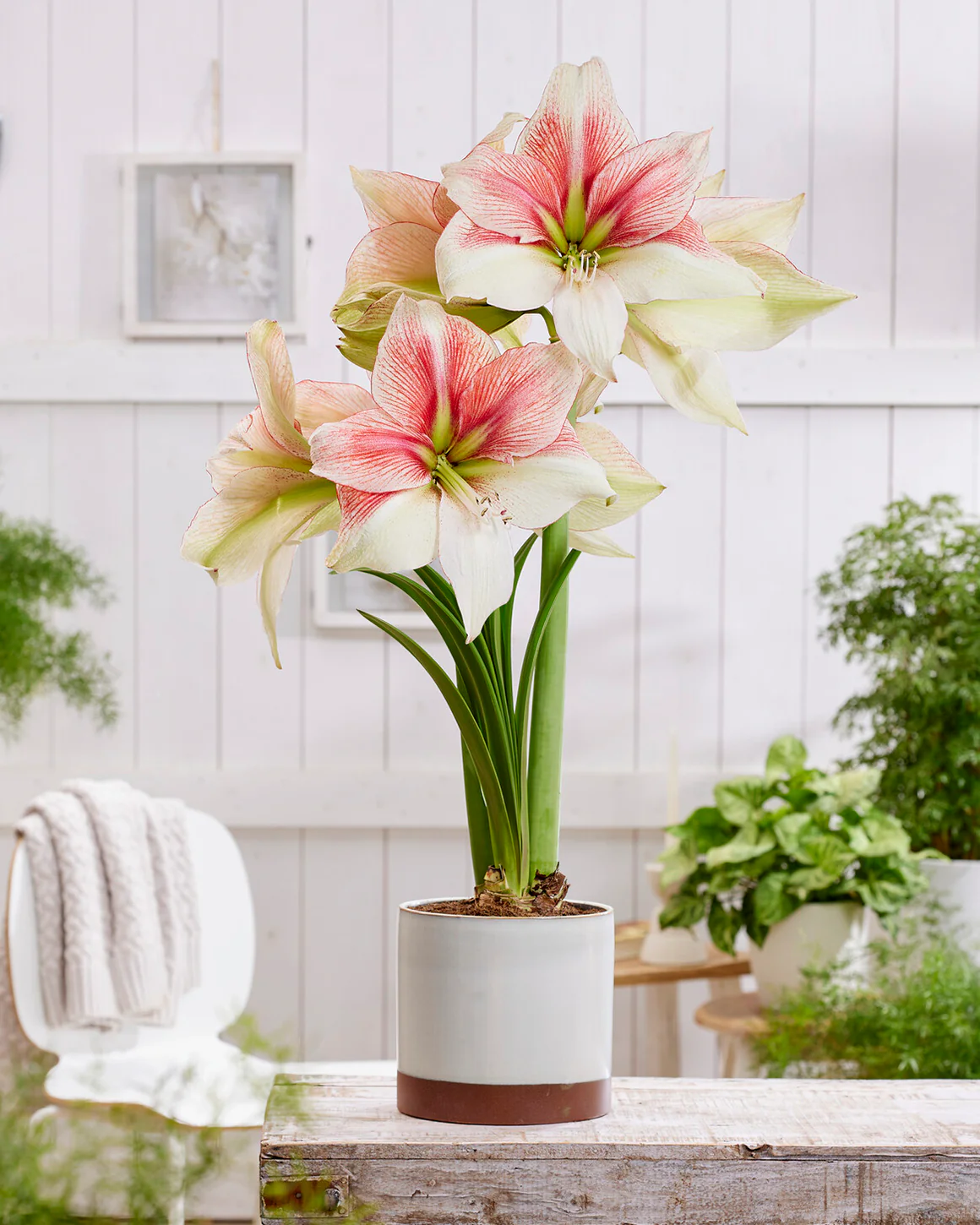 Amaryllis 'Grandise Fantasy' - Image 8