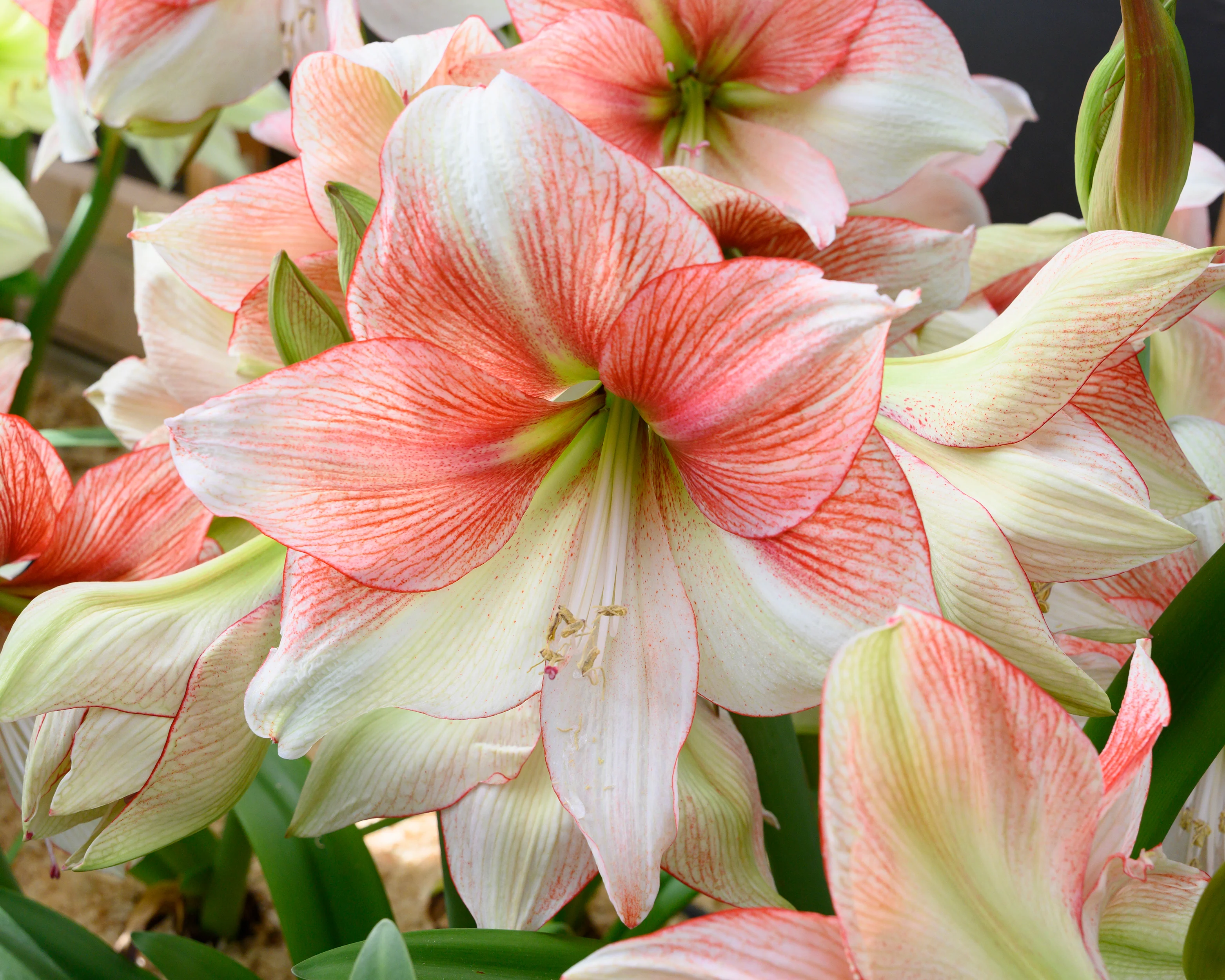 Amaryllis 'Grandise Fantasy' - Image 9