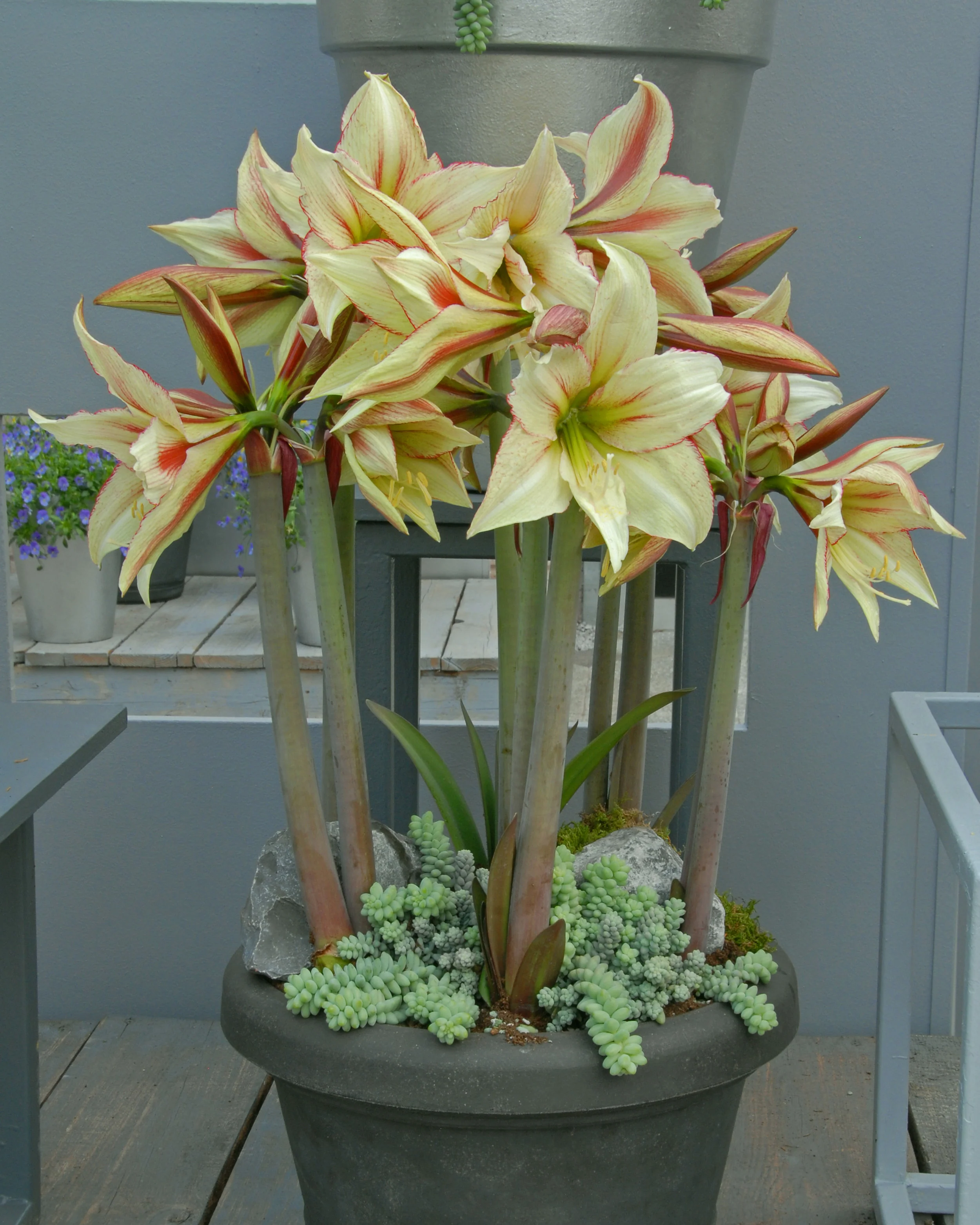 Amaryllis 'Green Magic' - Image 2
