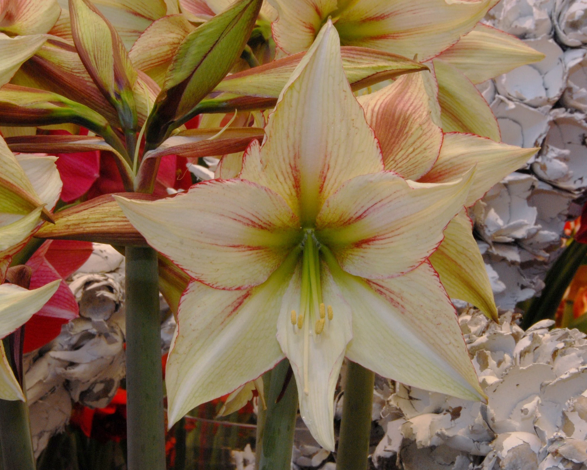 Amaryllis 'Green Magic' - Image 5